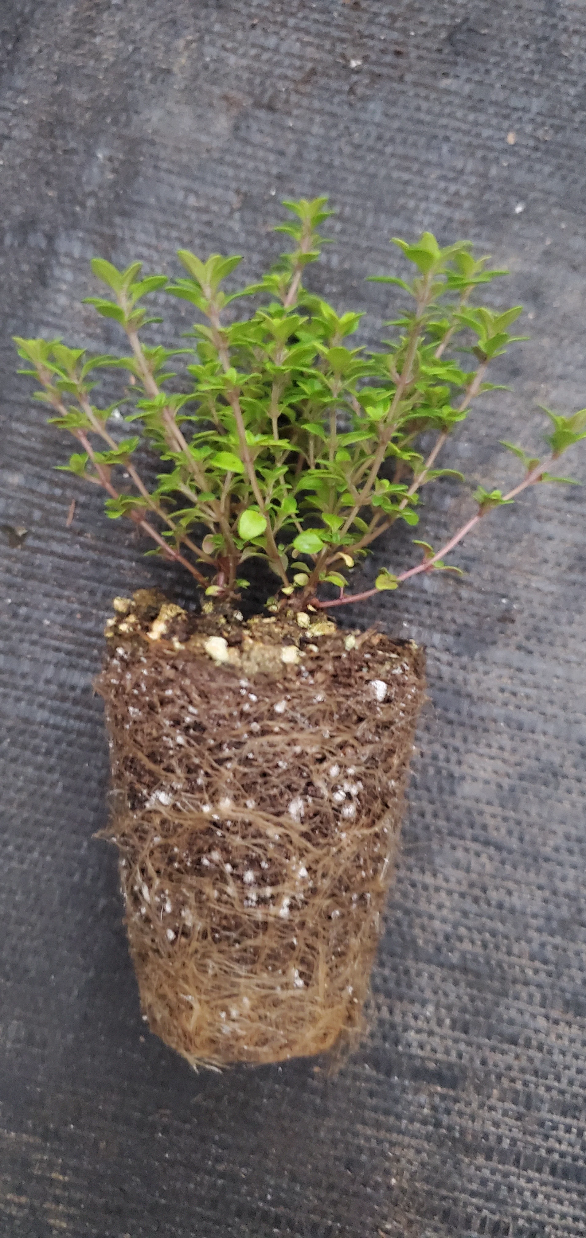 Thyme Lime - Image 2
