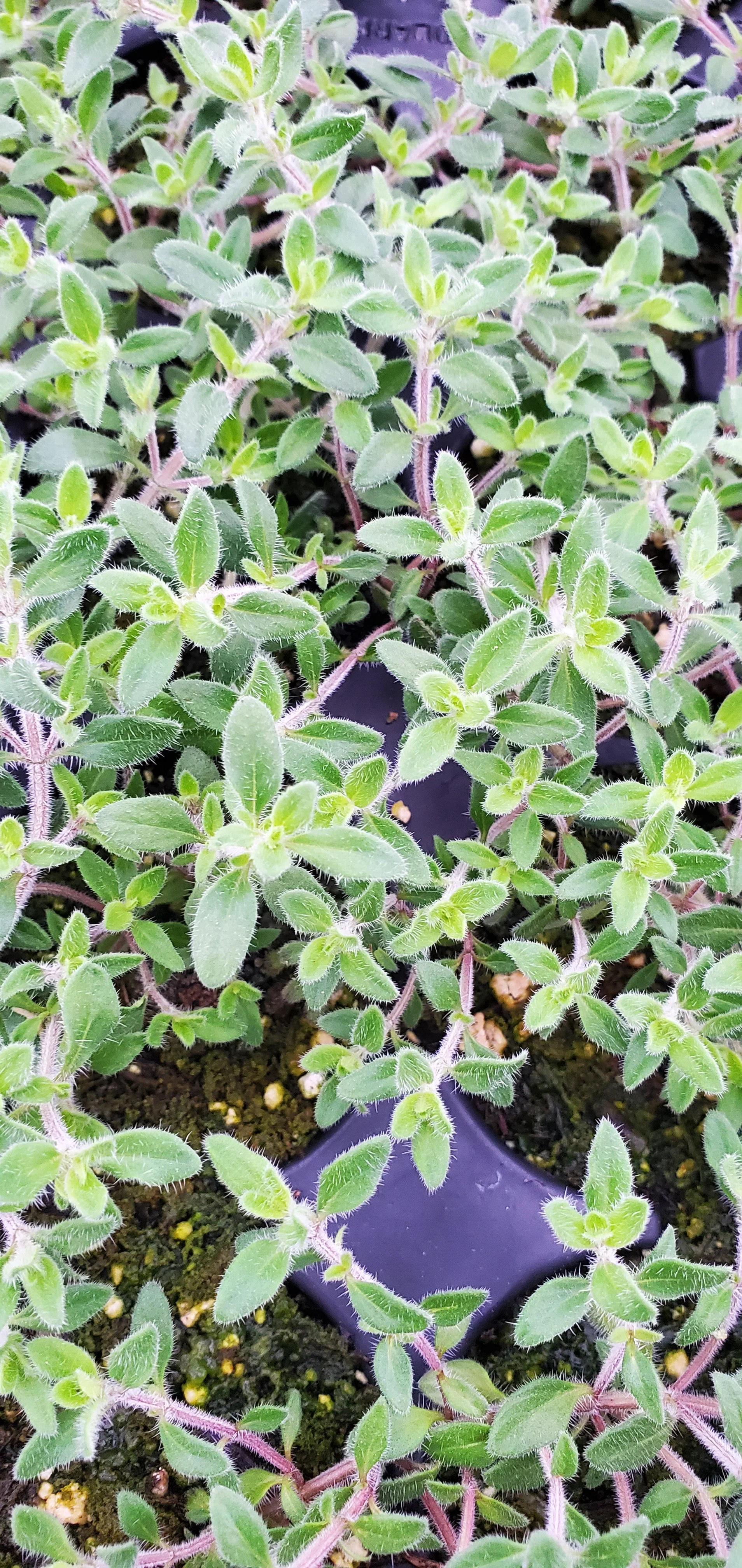 Thyme Longwood