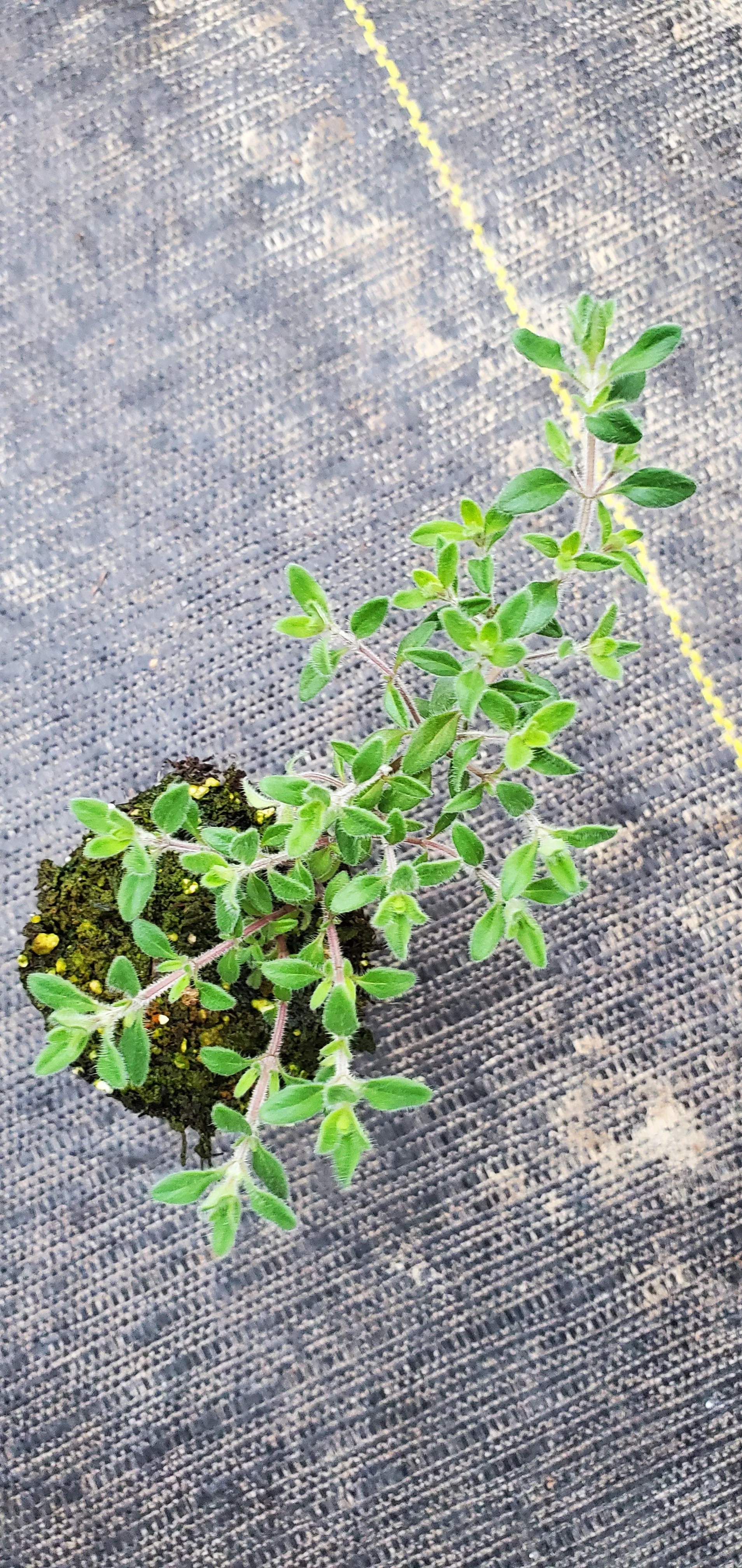 Thyme Longwood - Image 2