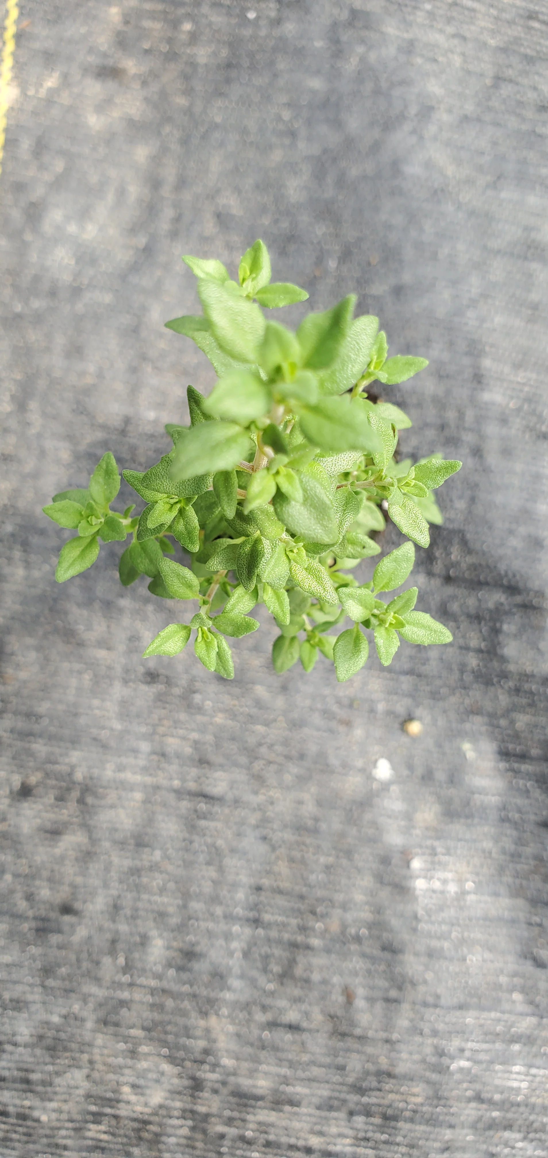 Thyme Mastic