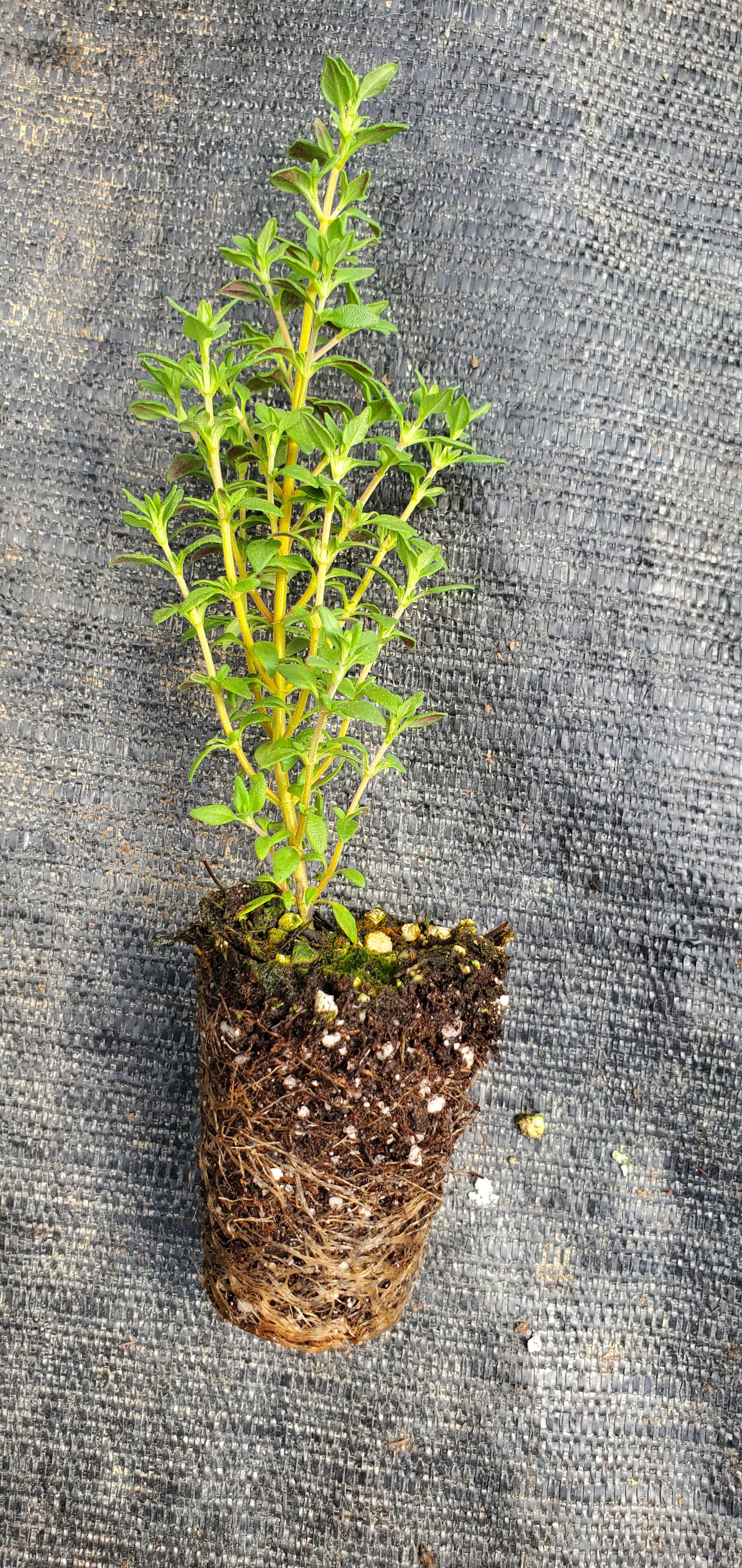 Thyme Mastic - Image 2