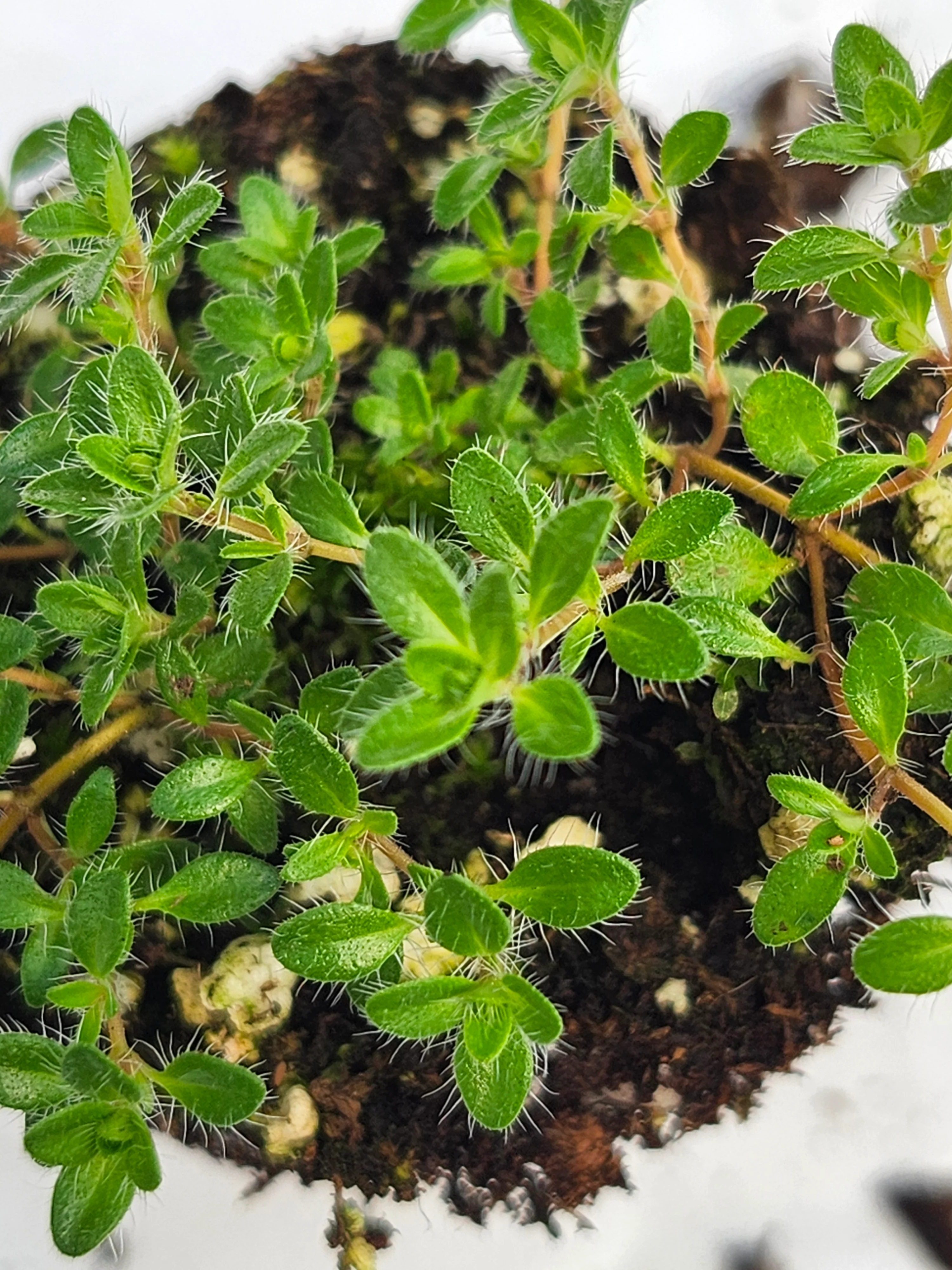 Thyme 'Mint'
