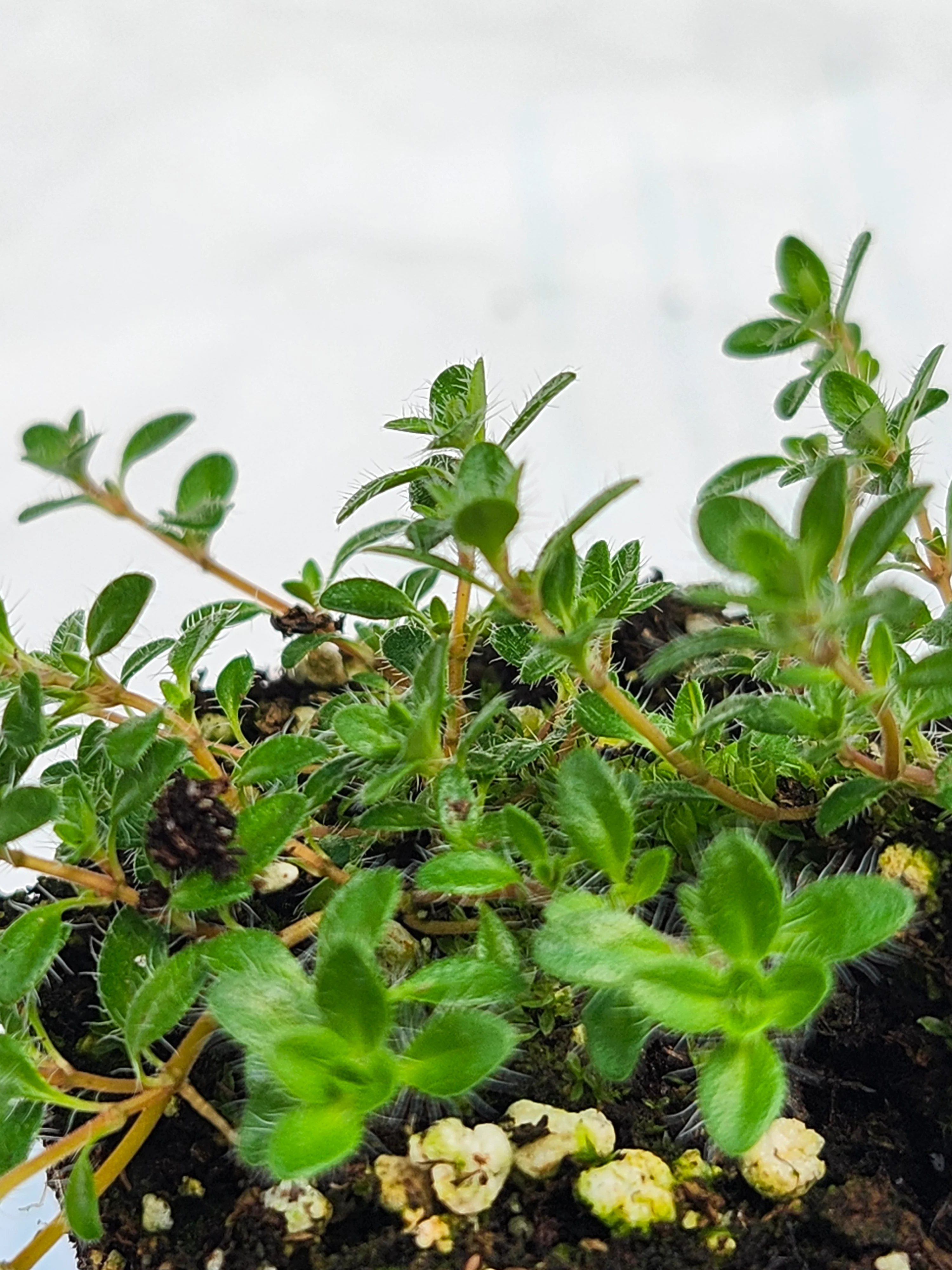 Thyme 'Mint' - Image 2