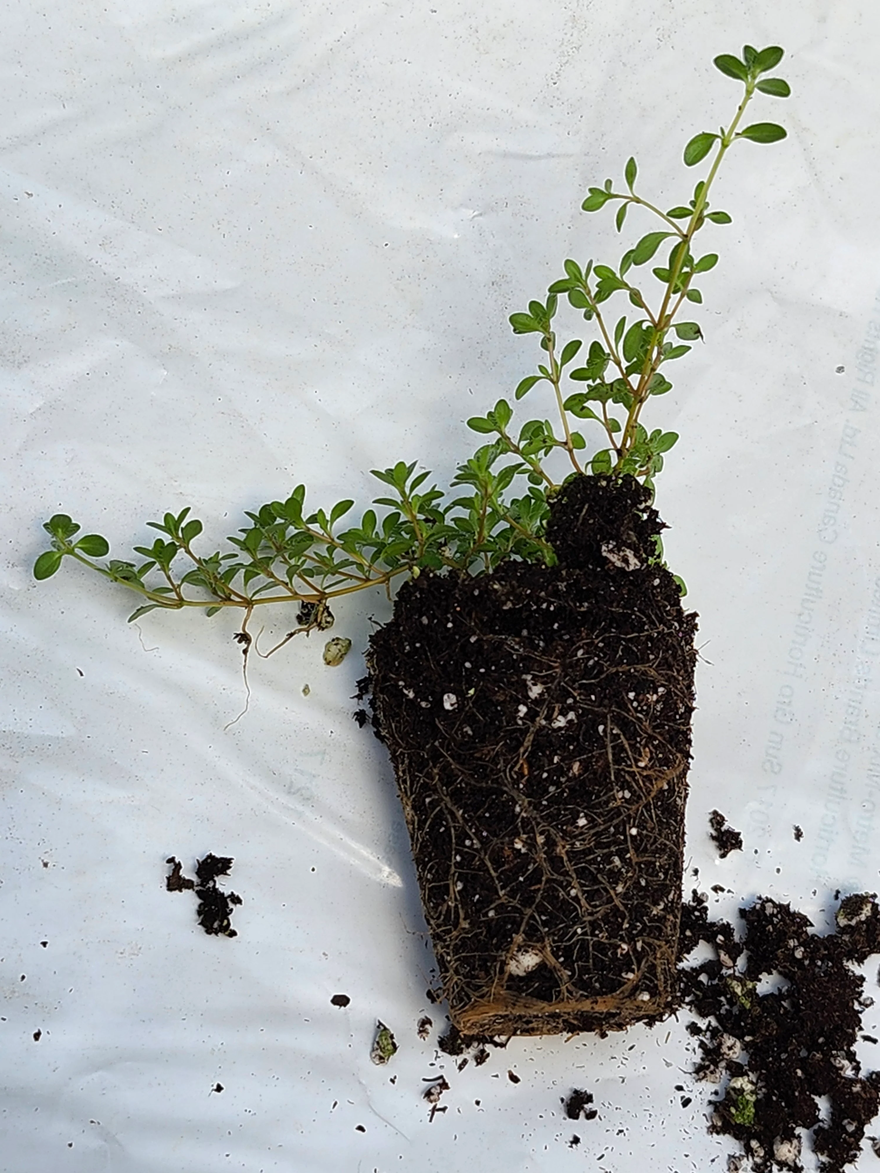 Thyme 'Mint' - Image 3