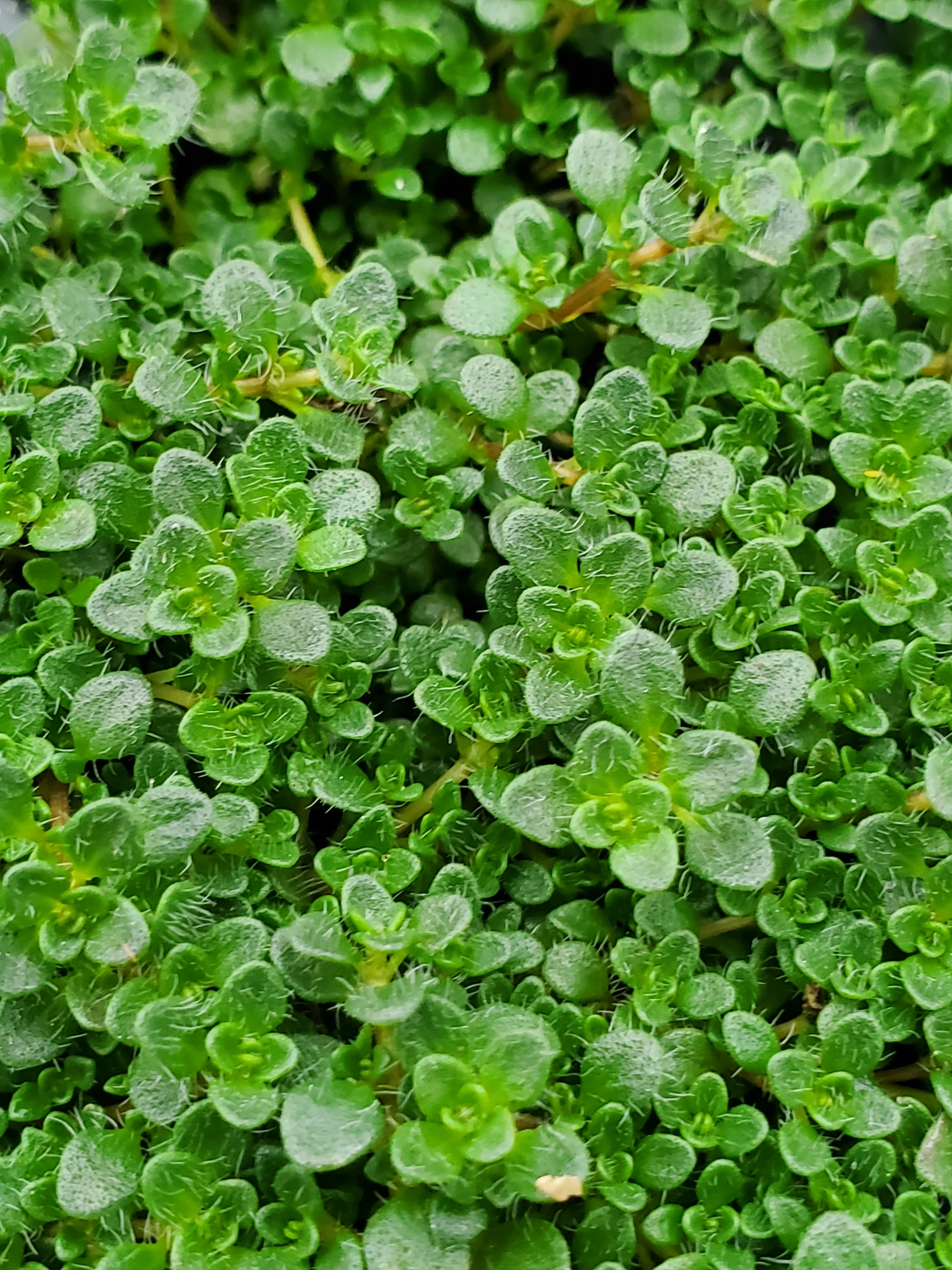Thyme Minus