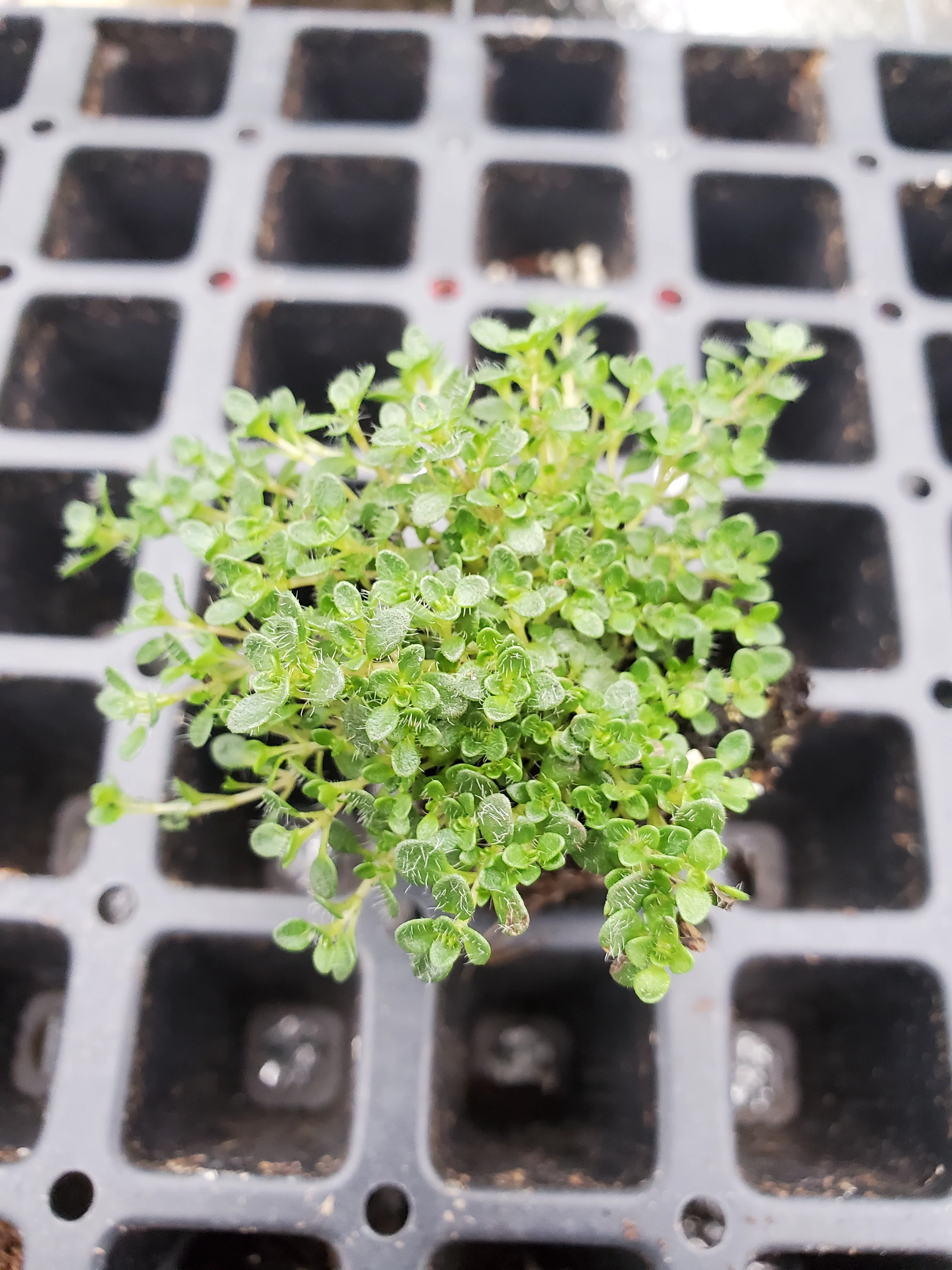 Thyme Minus - Image 2