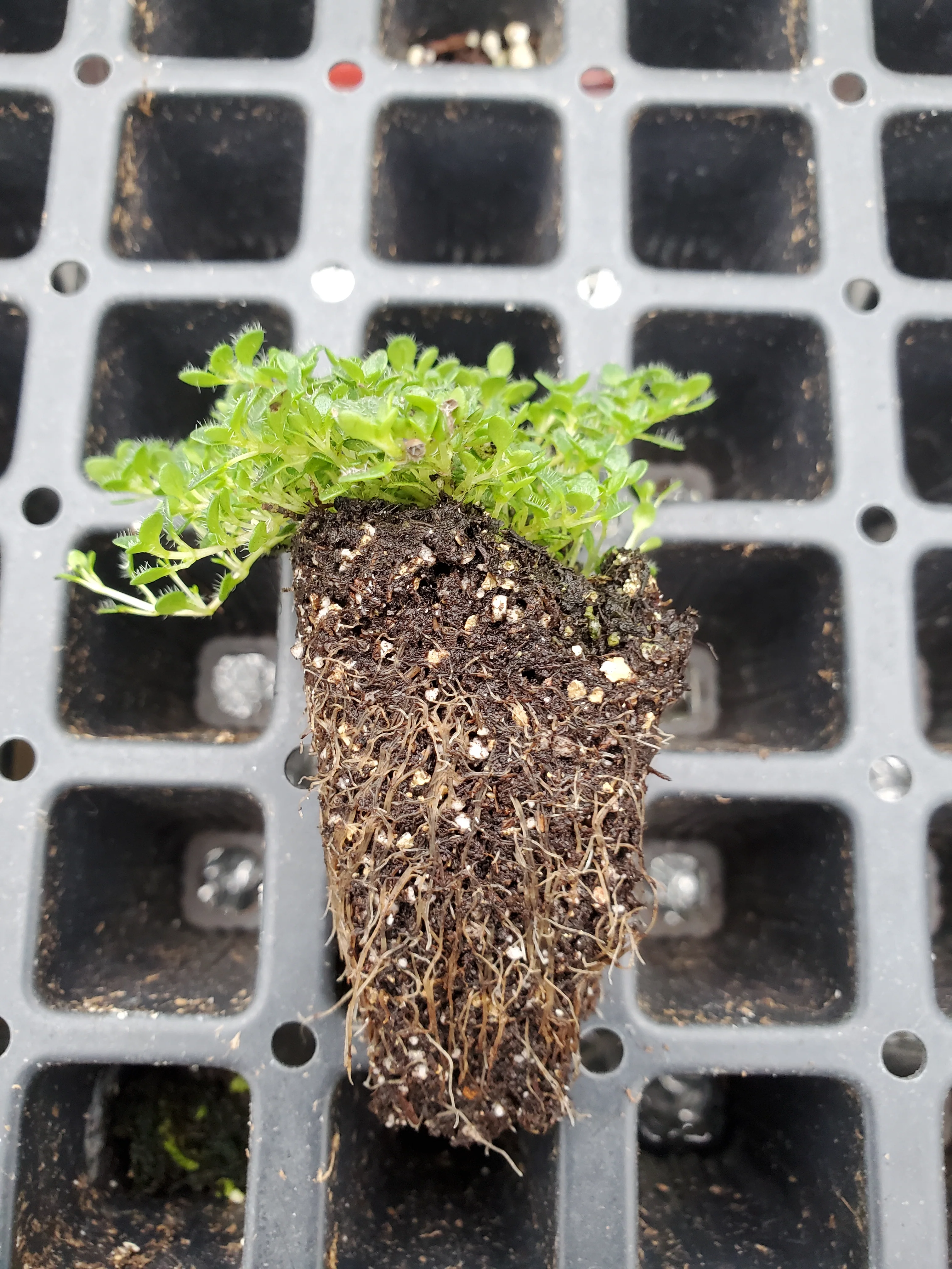 Thyme Minus - Image 3