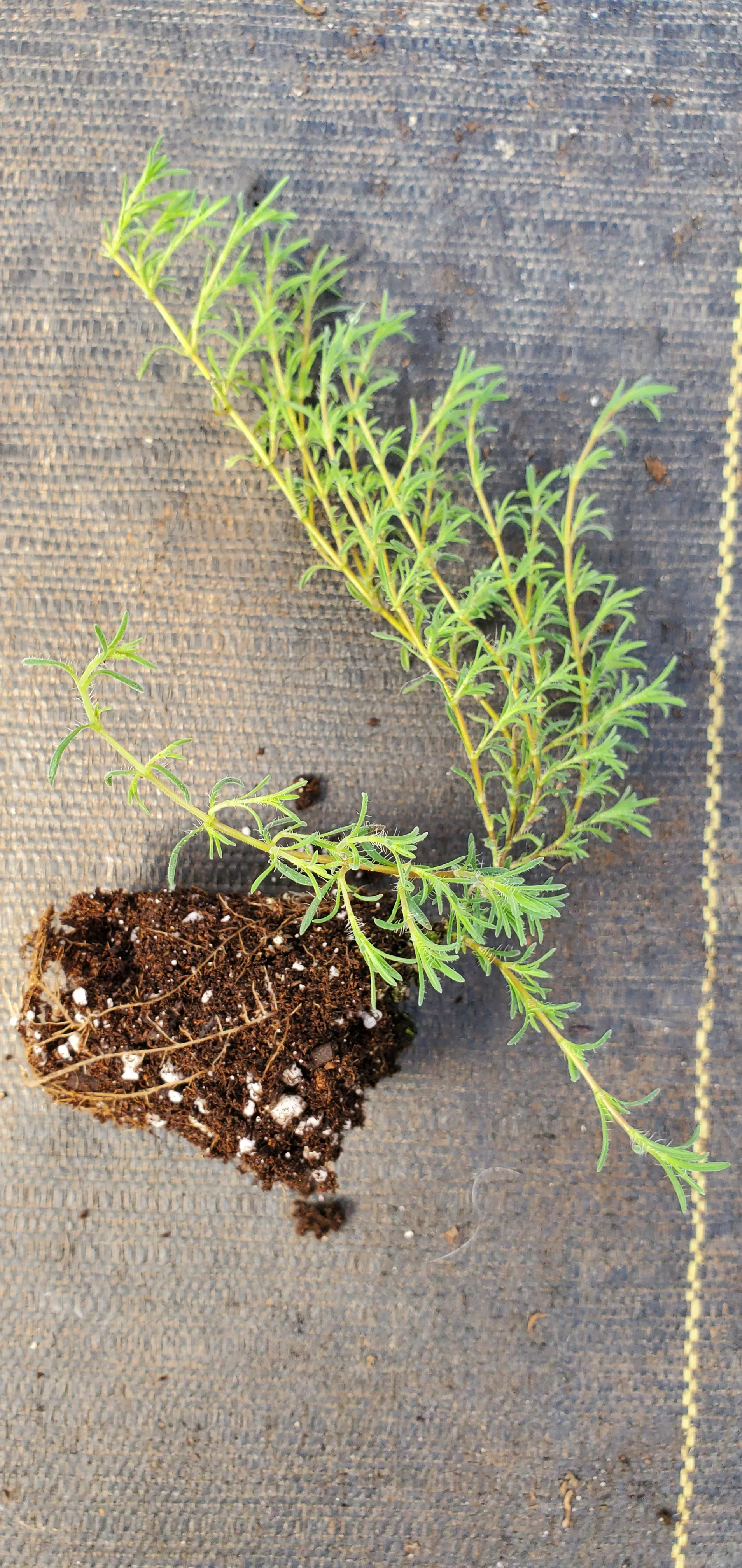 Thyme Neiceffii - Image 2