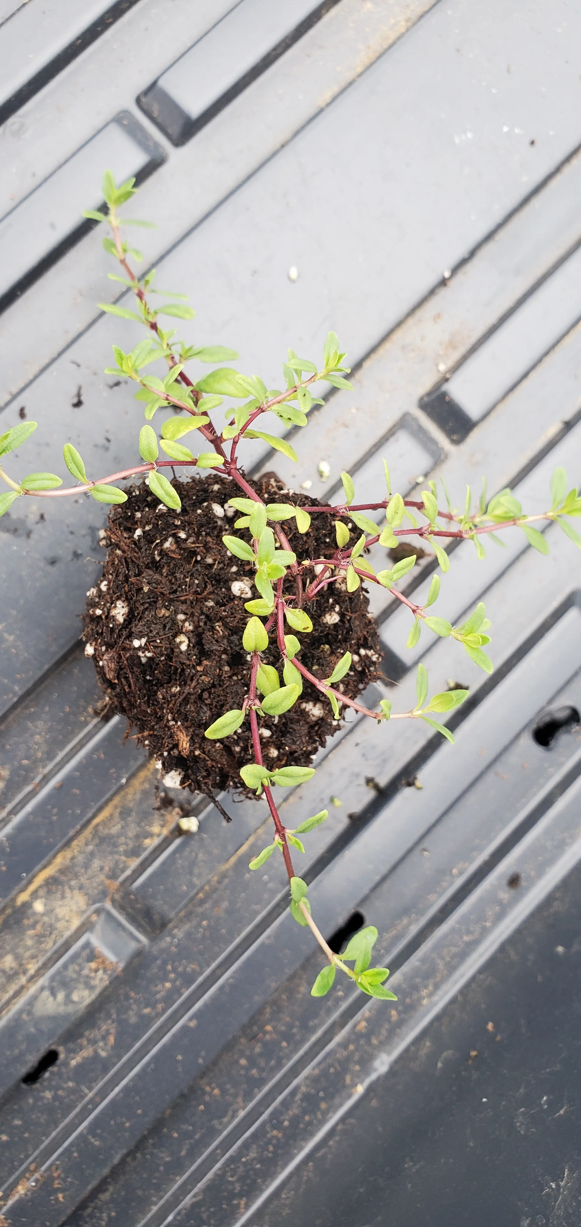 Thyme Nitens