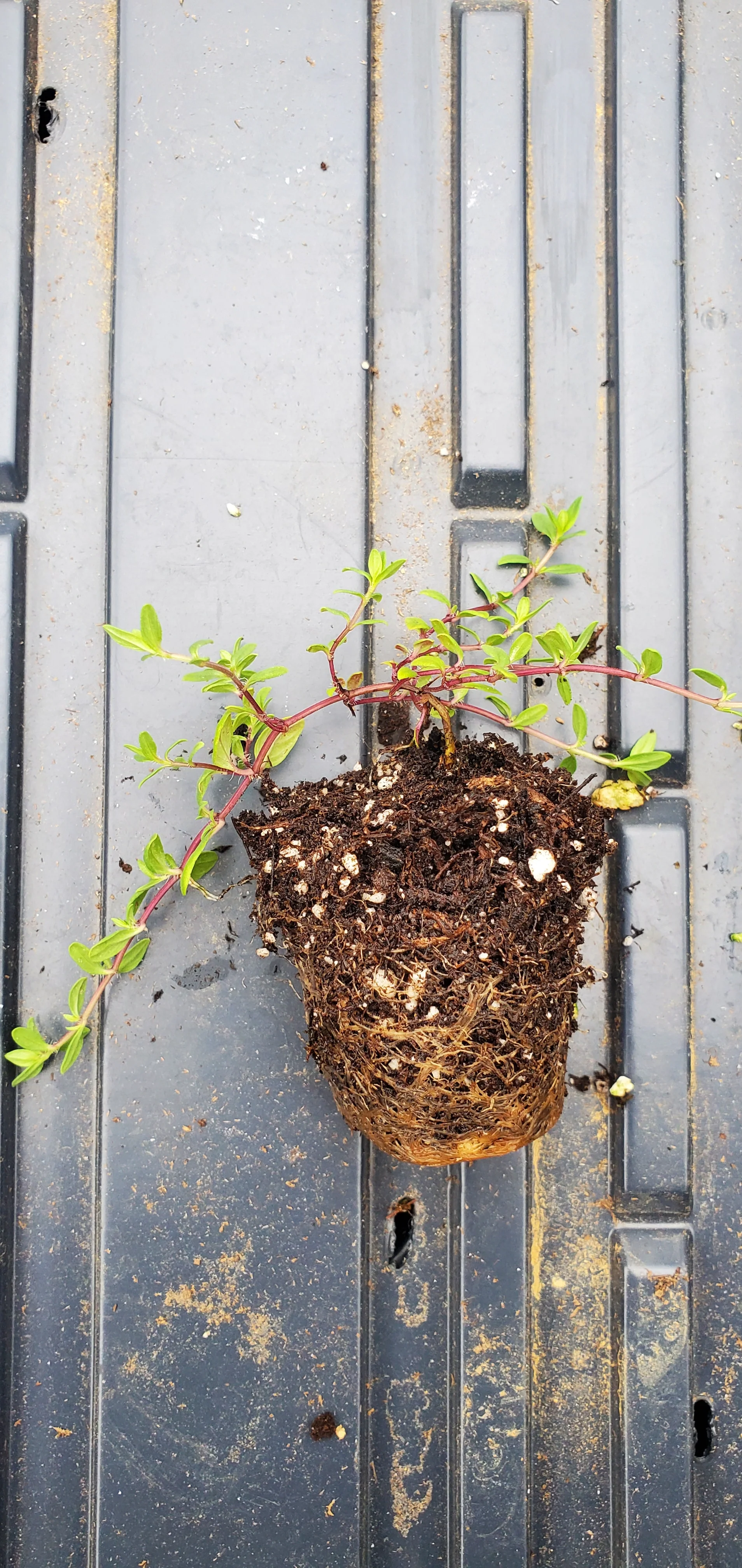Thyme Nitens - Image 2