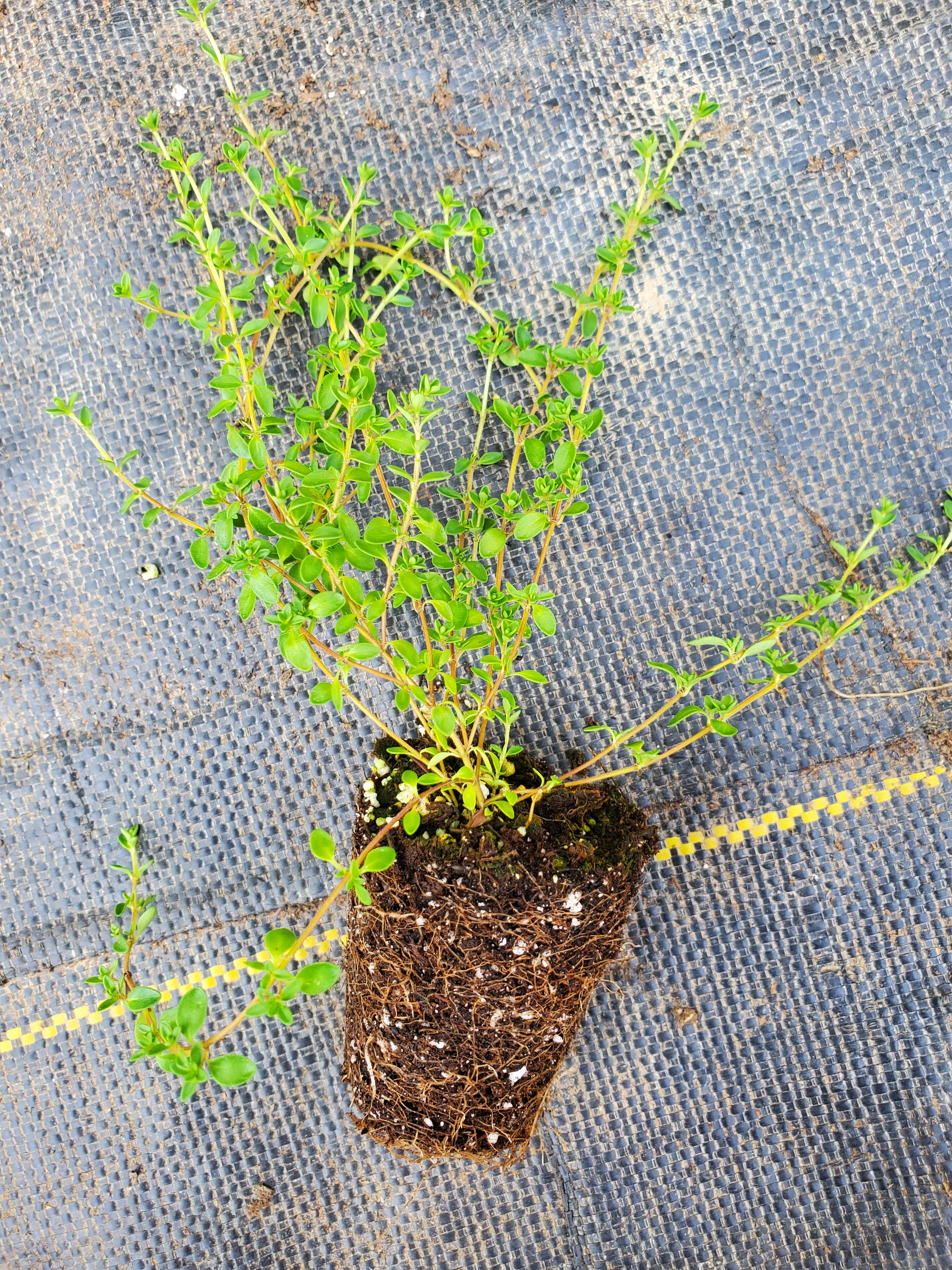 Thyme Nutmeg - Image 2