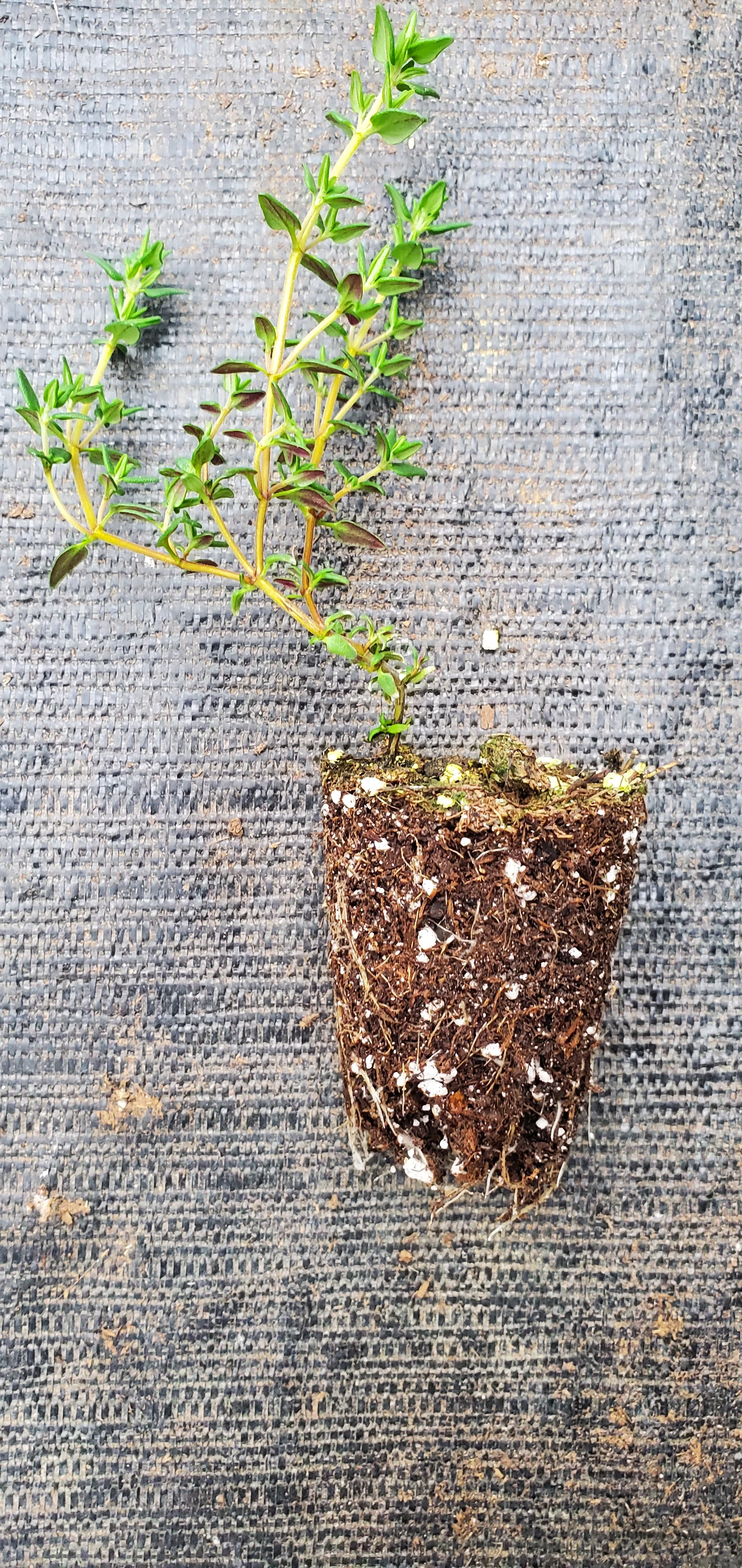 Thyme Orange Balsam