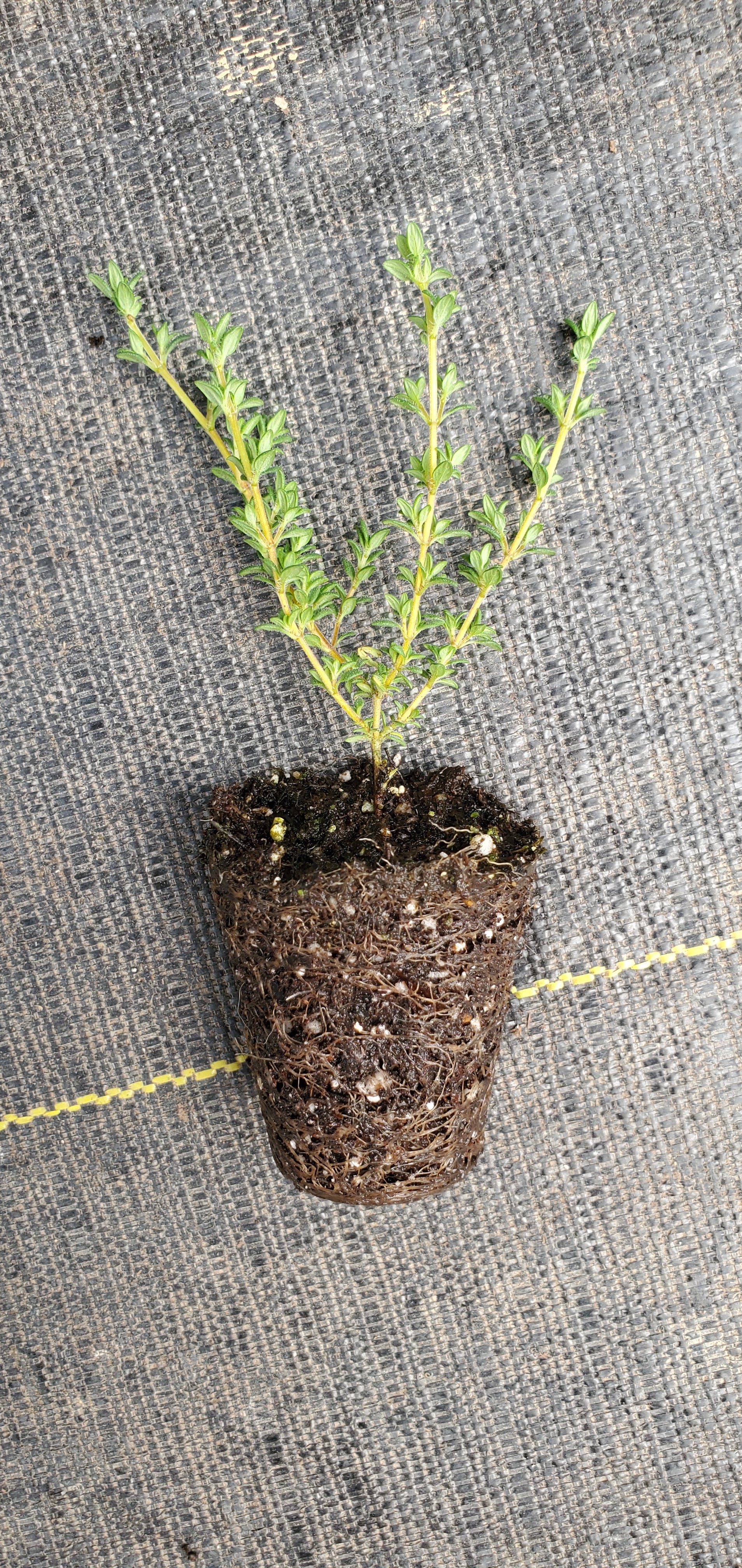 Thyme Pinewood - Image 2
