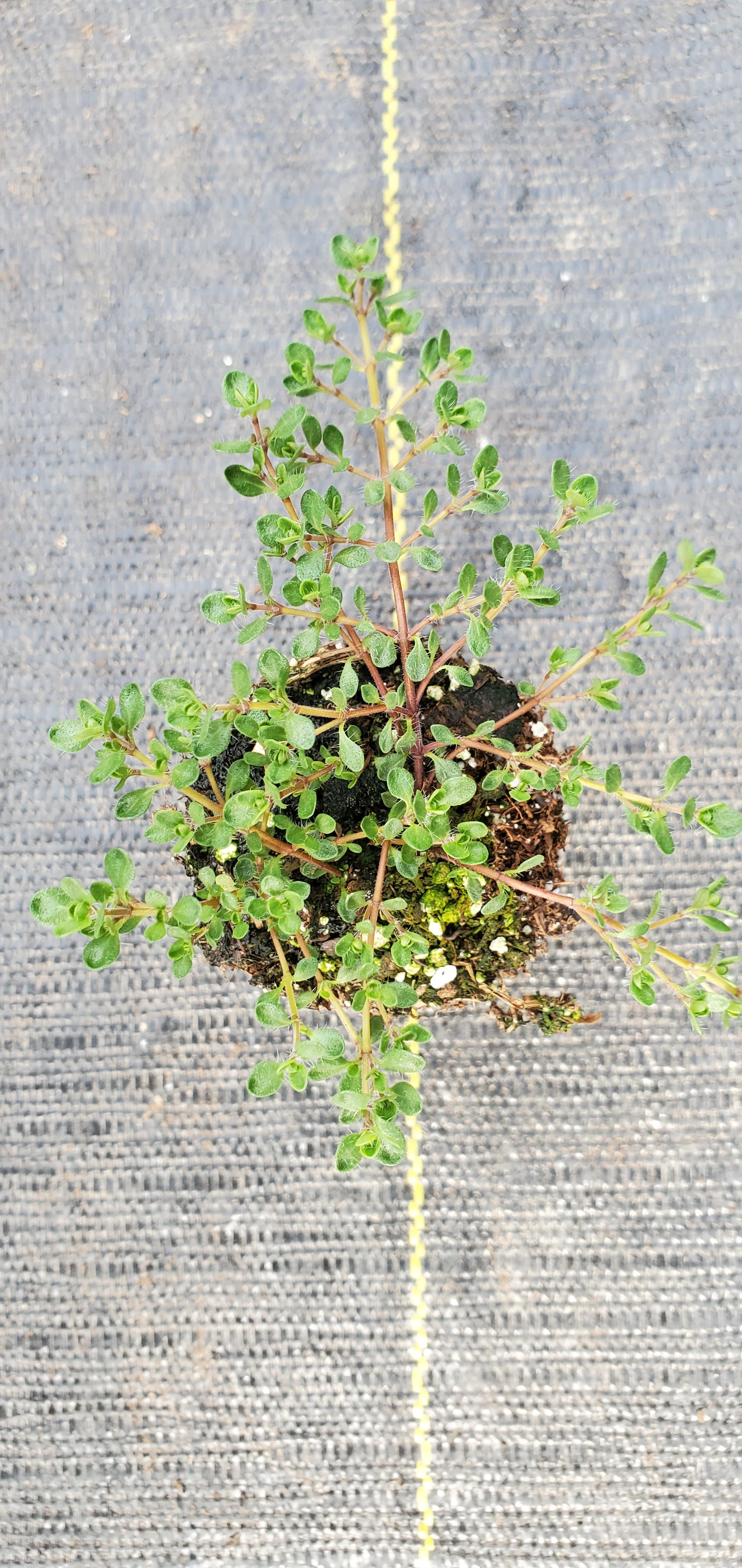 Thyme Pink Chintz