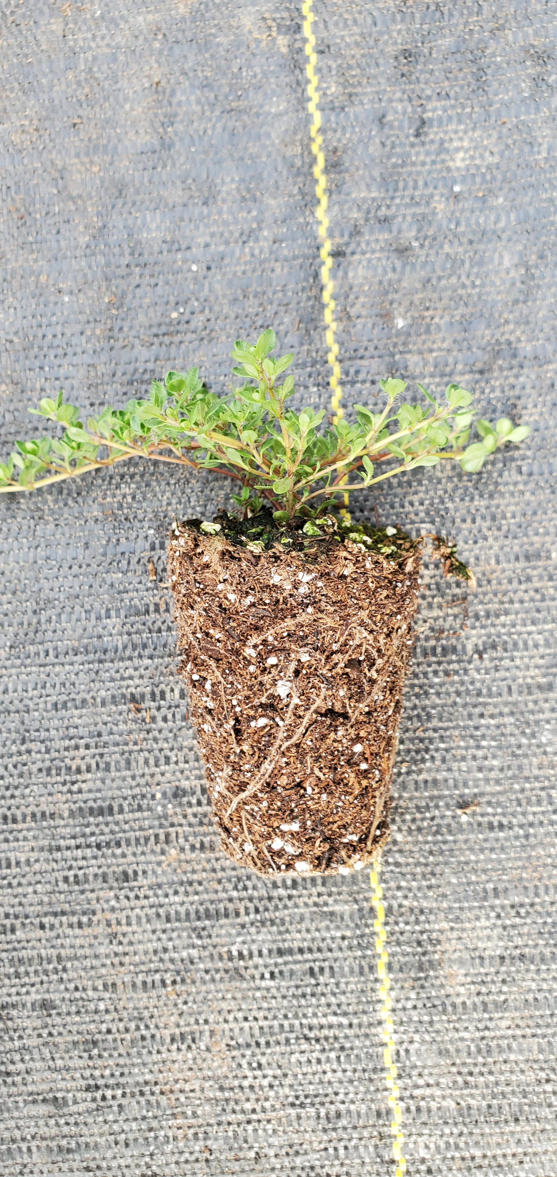 Thyme Pink Chintz - Image 2