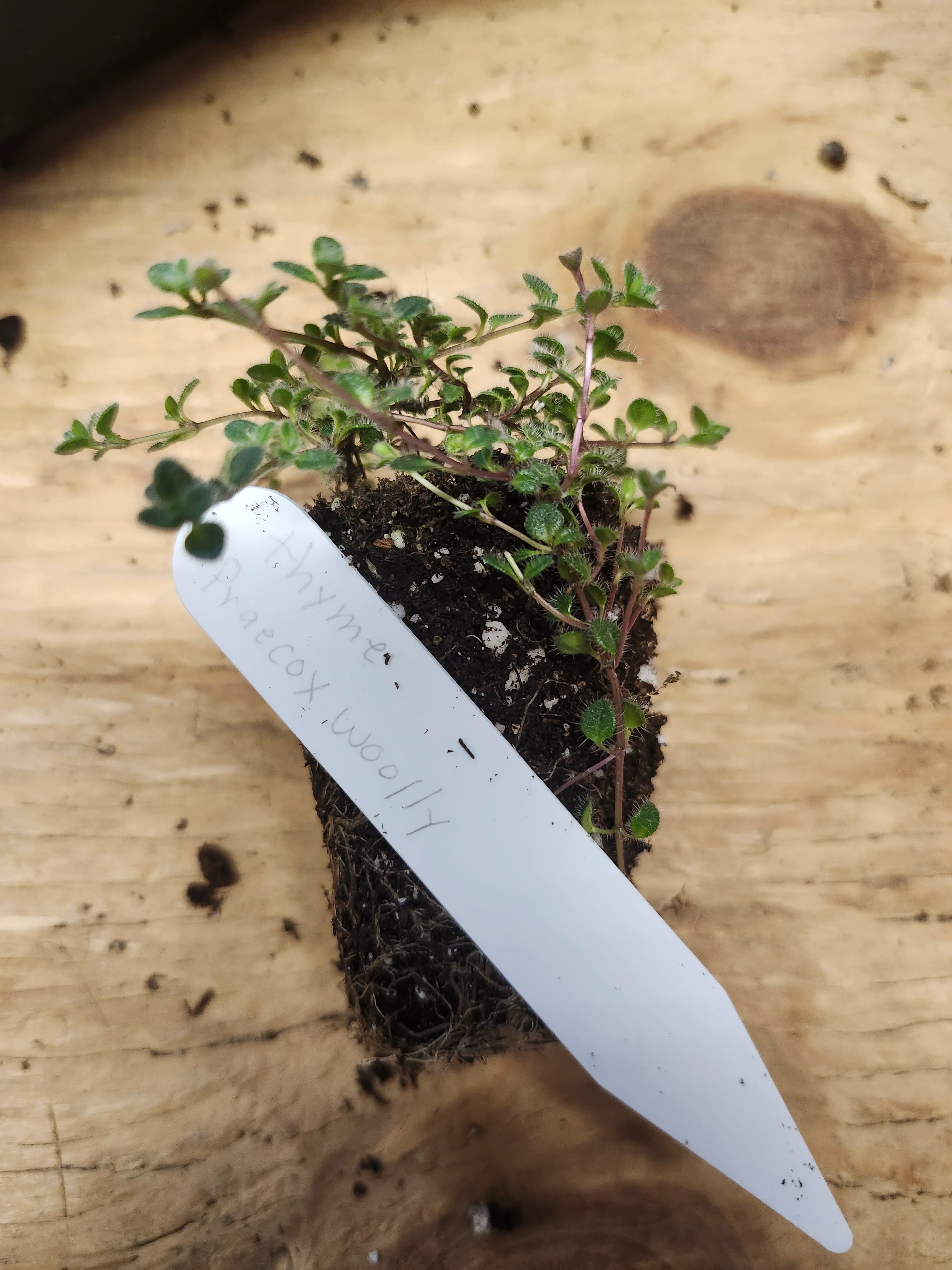Thyme Praecox Woolly - Image 2