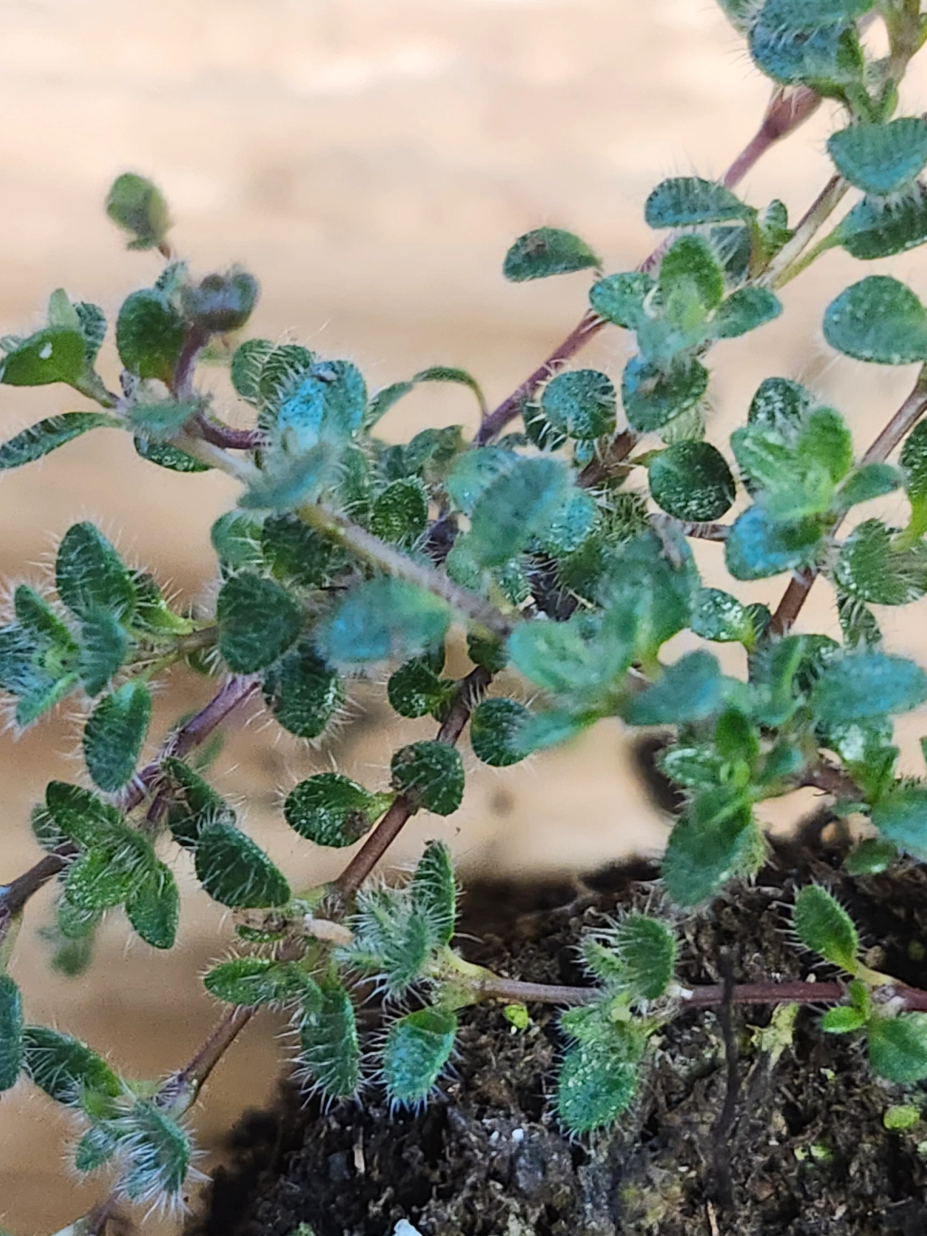 Thyme Praecox Woolly - Image 3