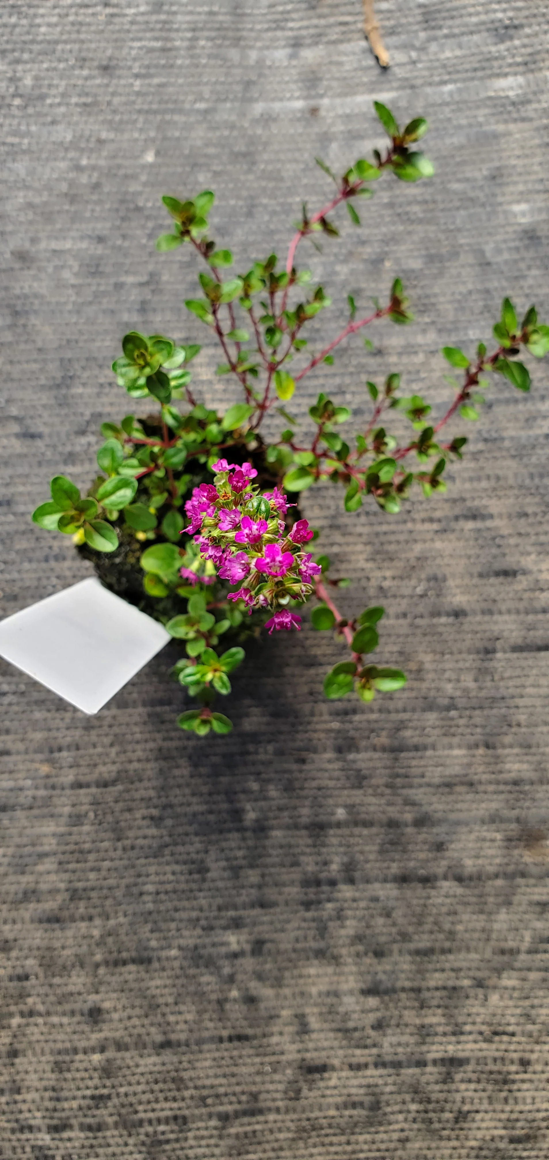Thyme Ruby Glow