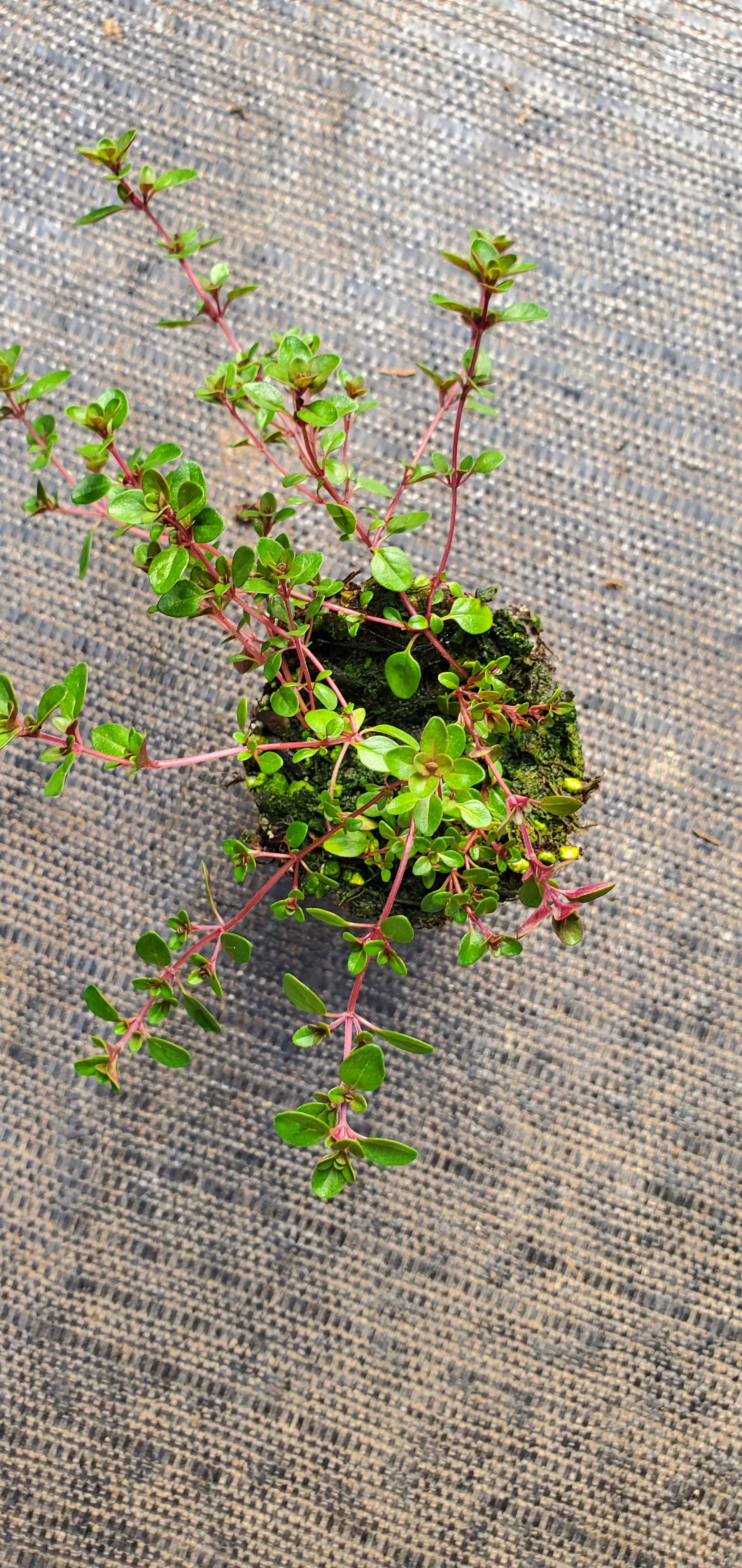 Thyme Ruby Glow - Image 2