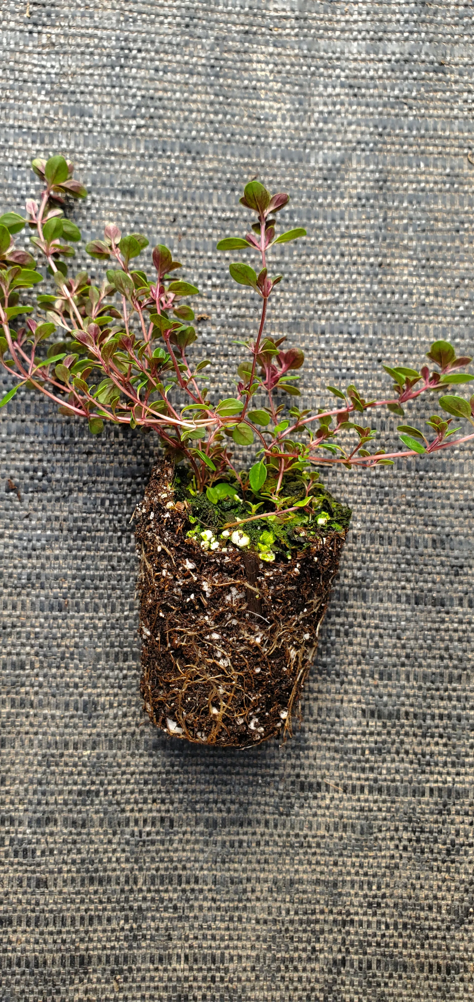 Thyme Ruby Glow - Image 3
