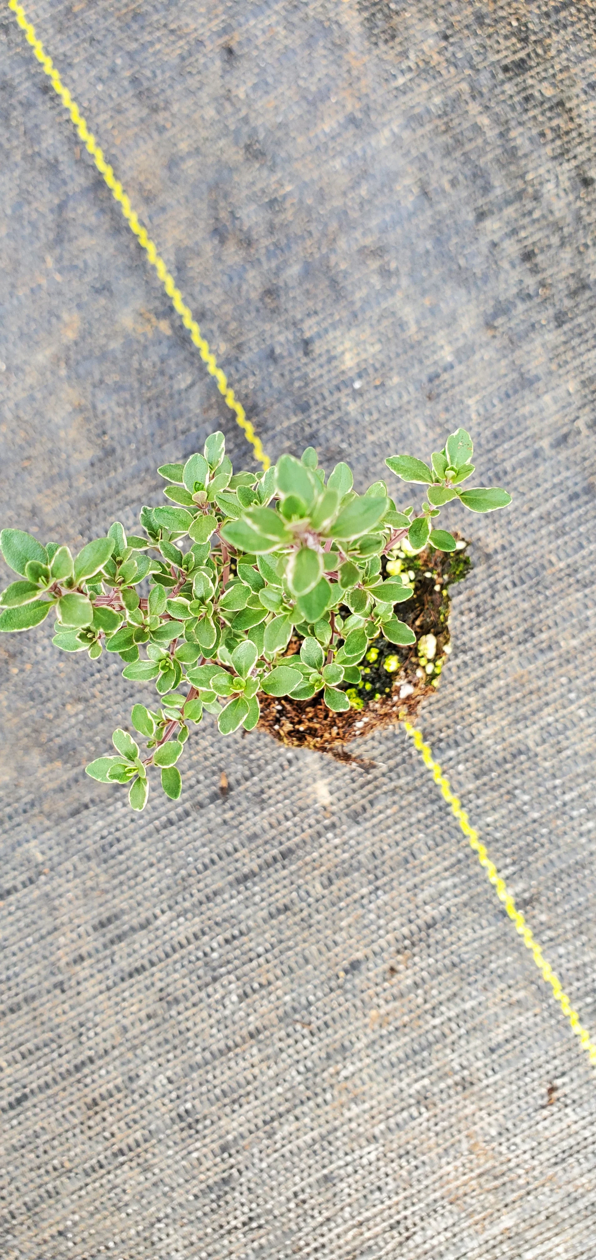 Thyme Silver Edged