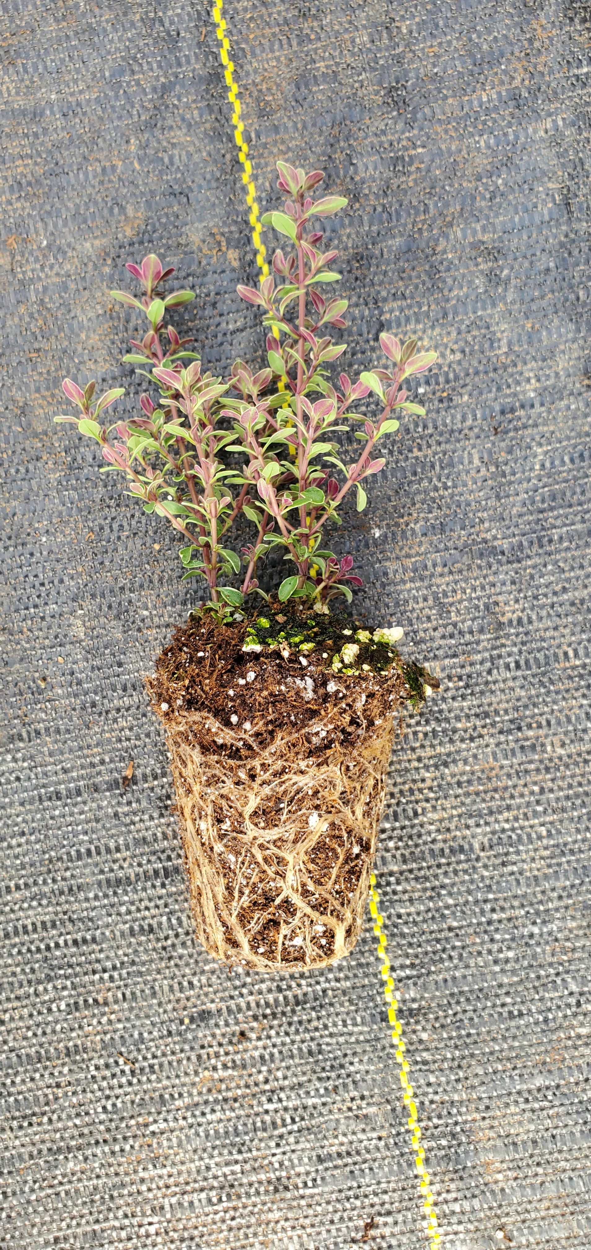 Thyme Silver Edged - Image 2