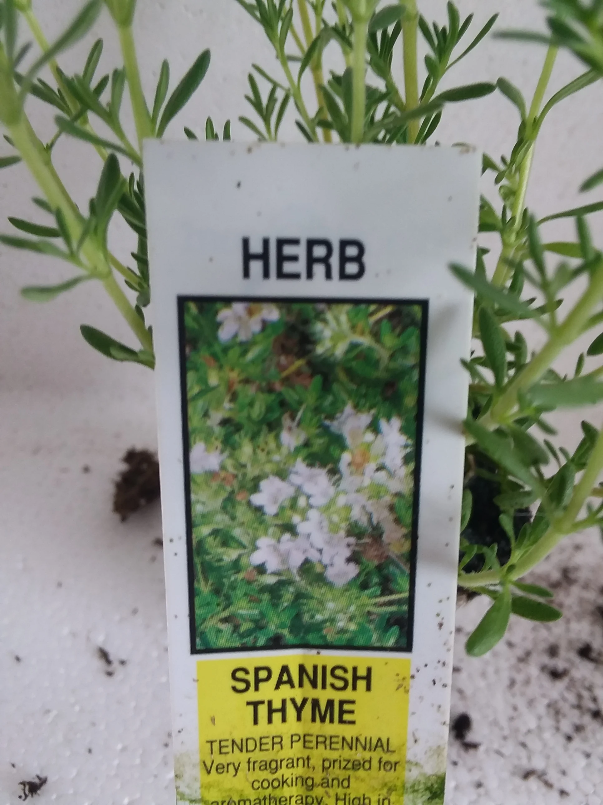 Thyme Spanish