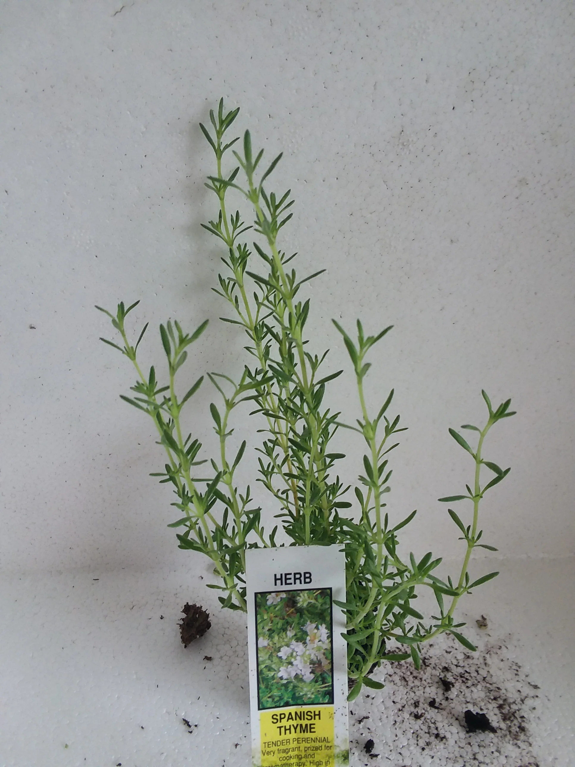 Thyme Spanish - Image 2