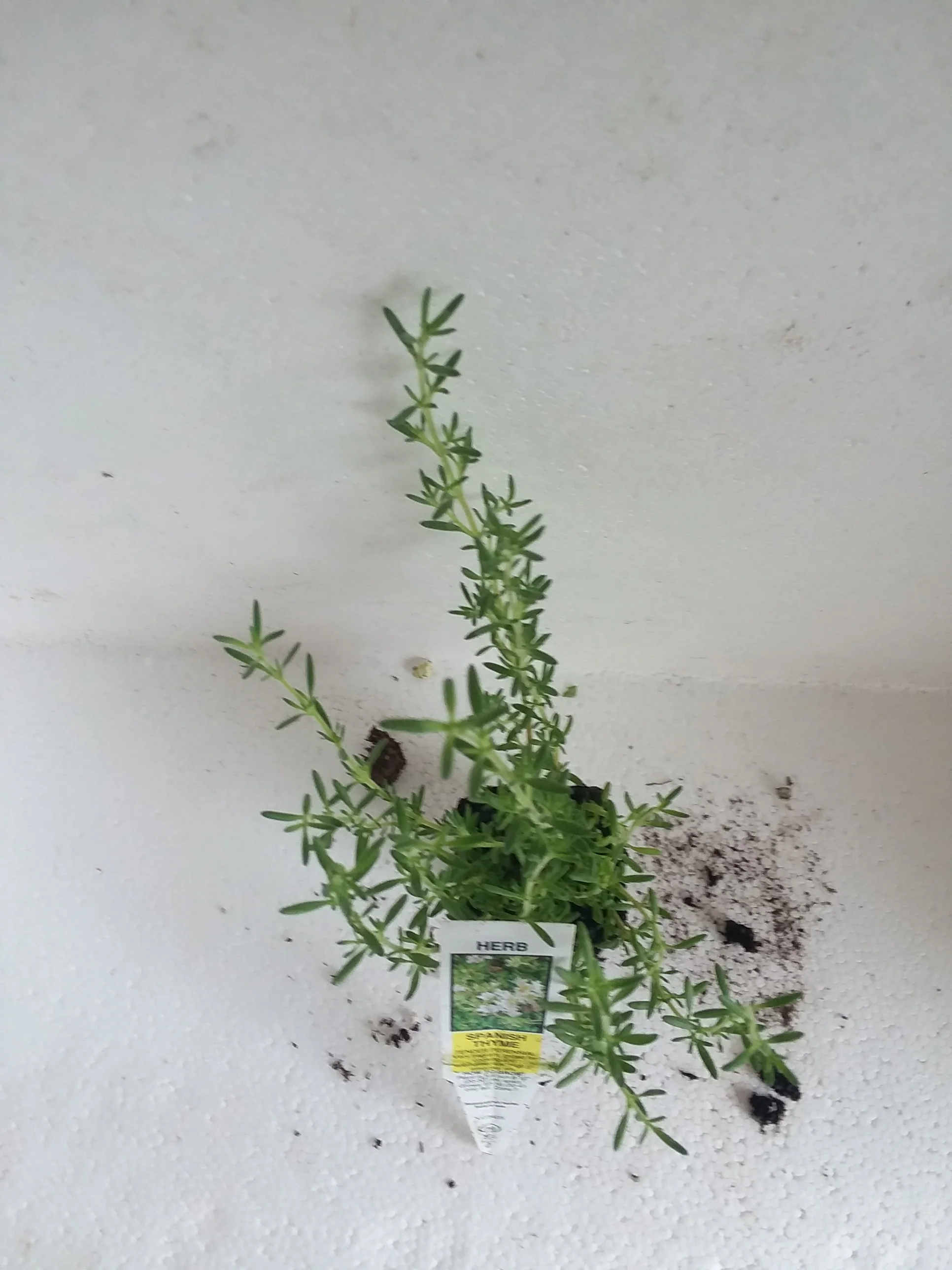 Thyme Spanish - Image 3