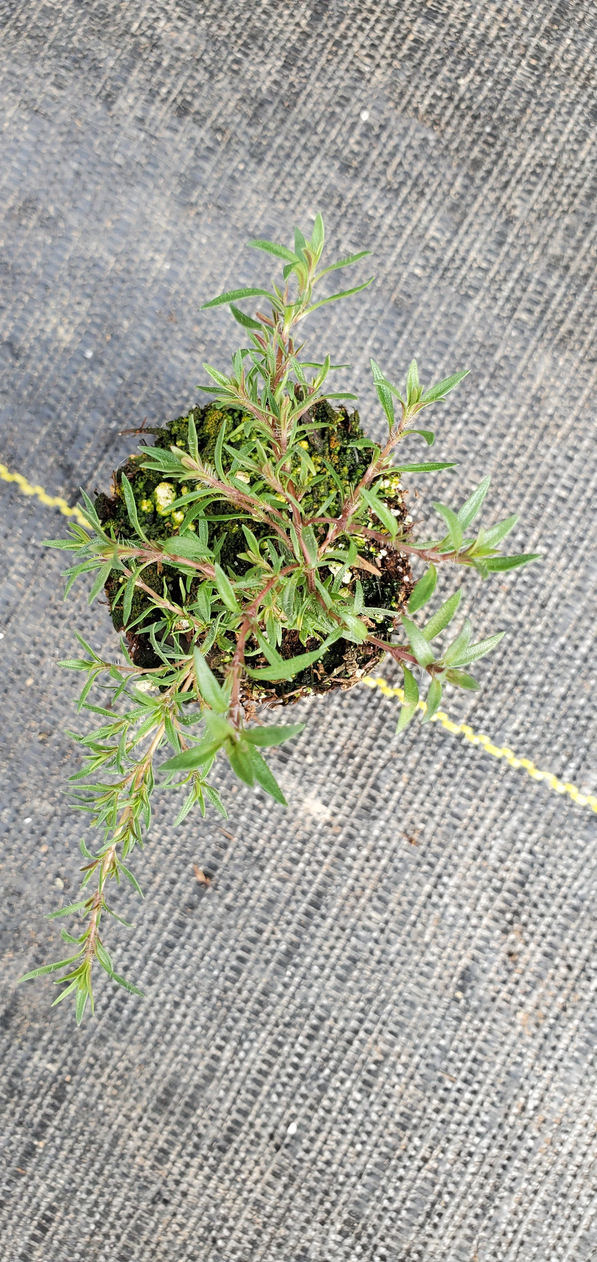 Thyme Spicy Orange