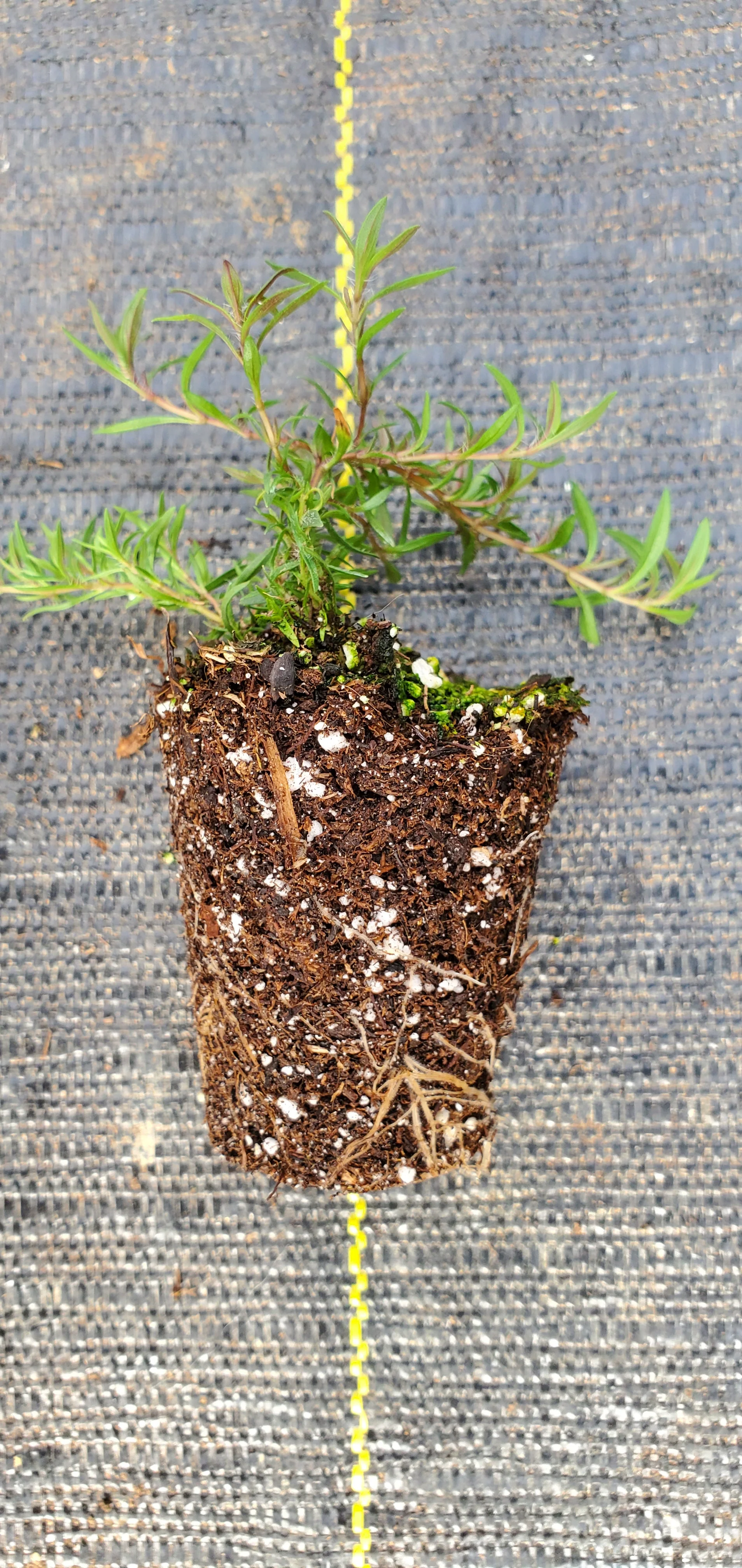 Thyme Spicy Orange - Image 2