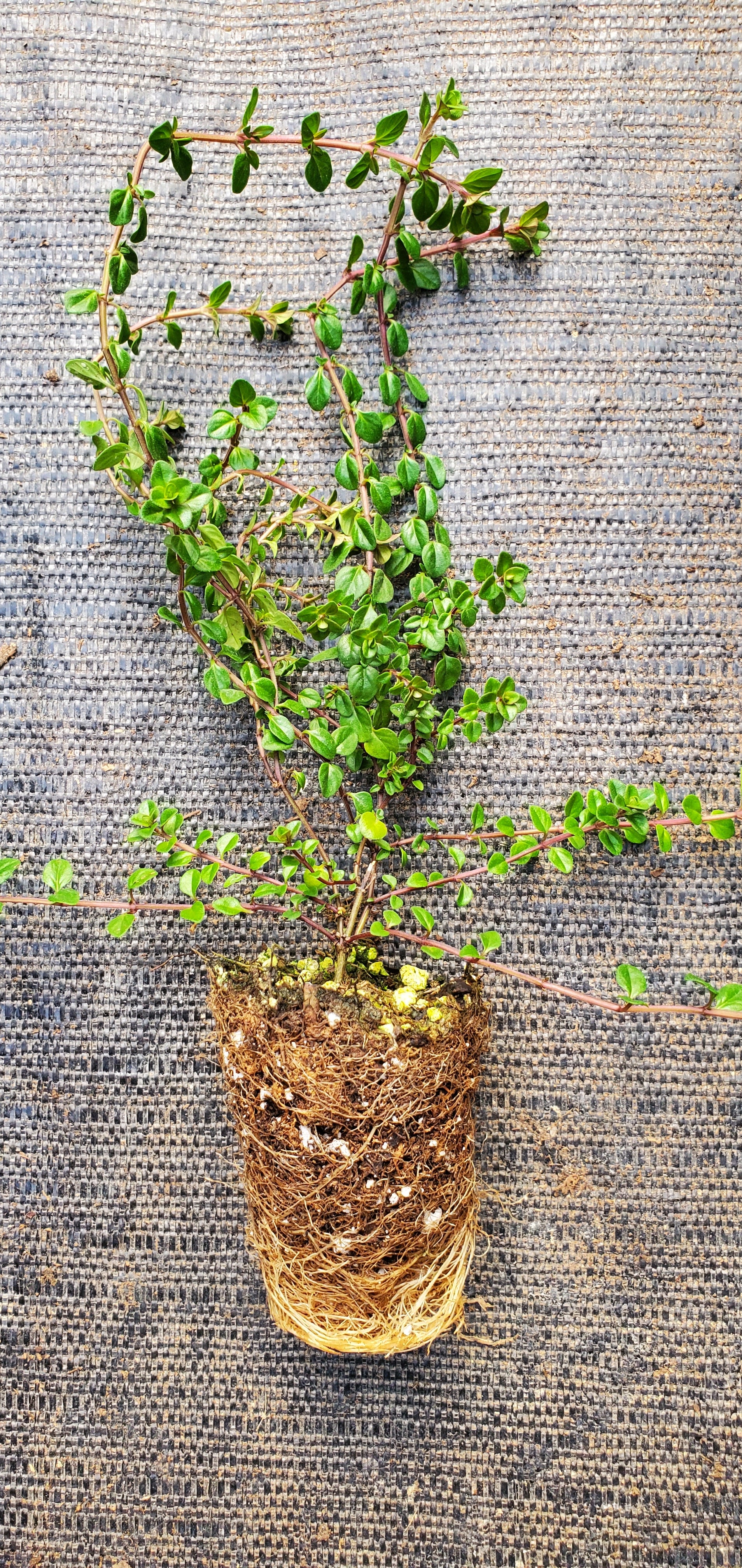 Thyme Tabor