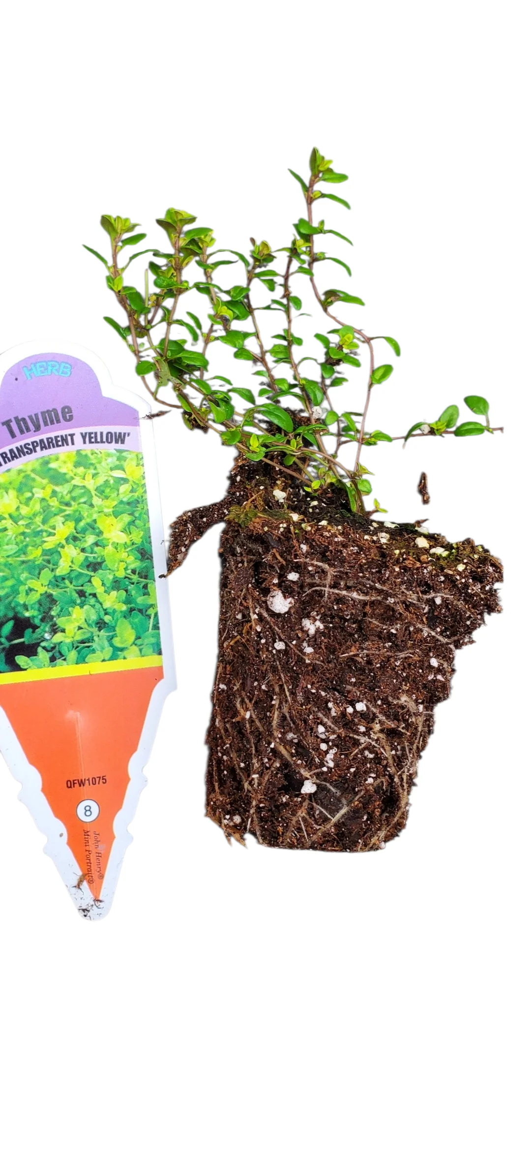 Thyme Transparent Yellow