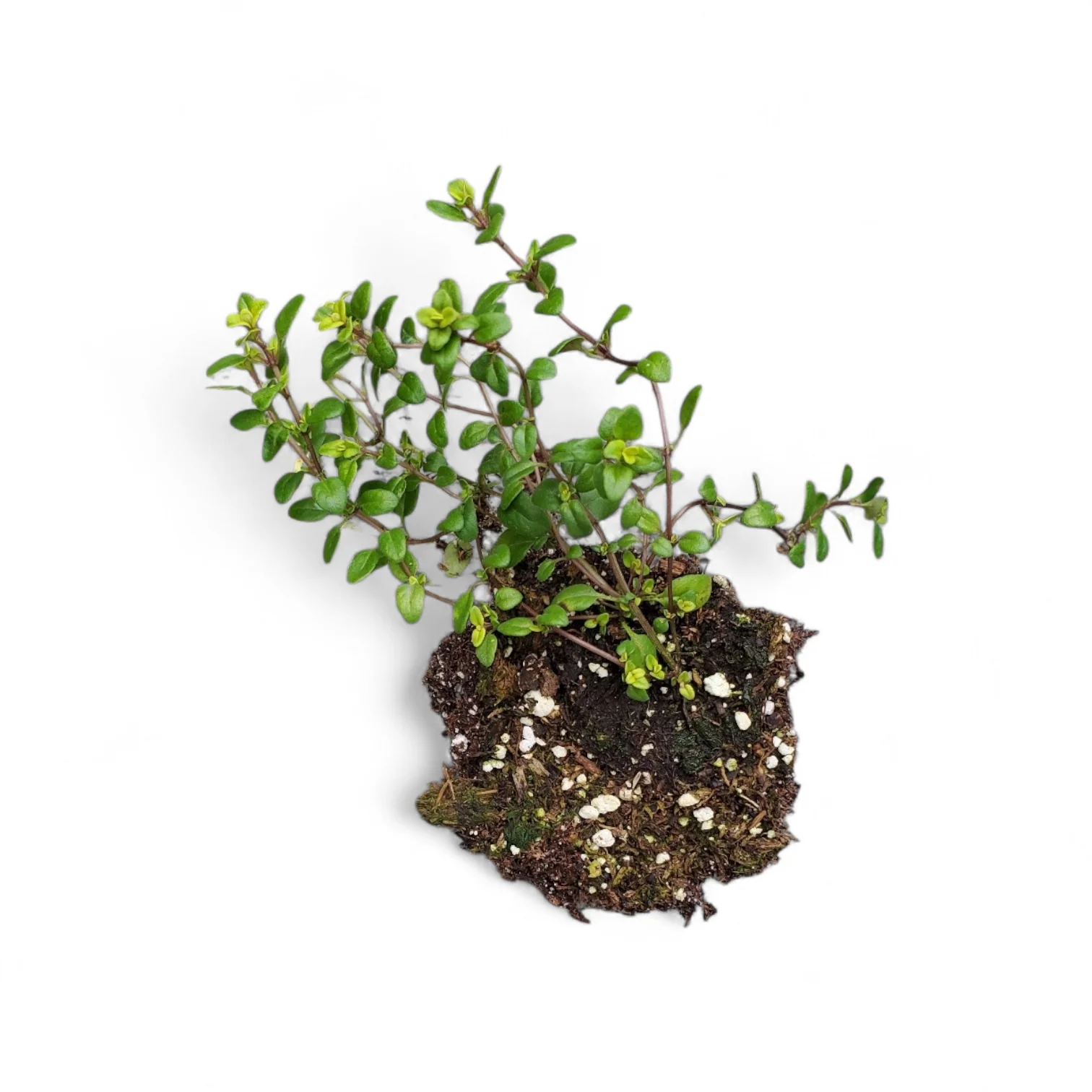 Thyme Transparent Yellow - Image 2