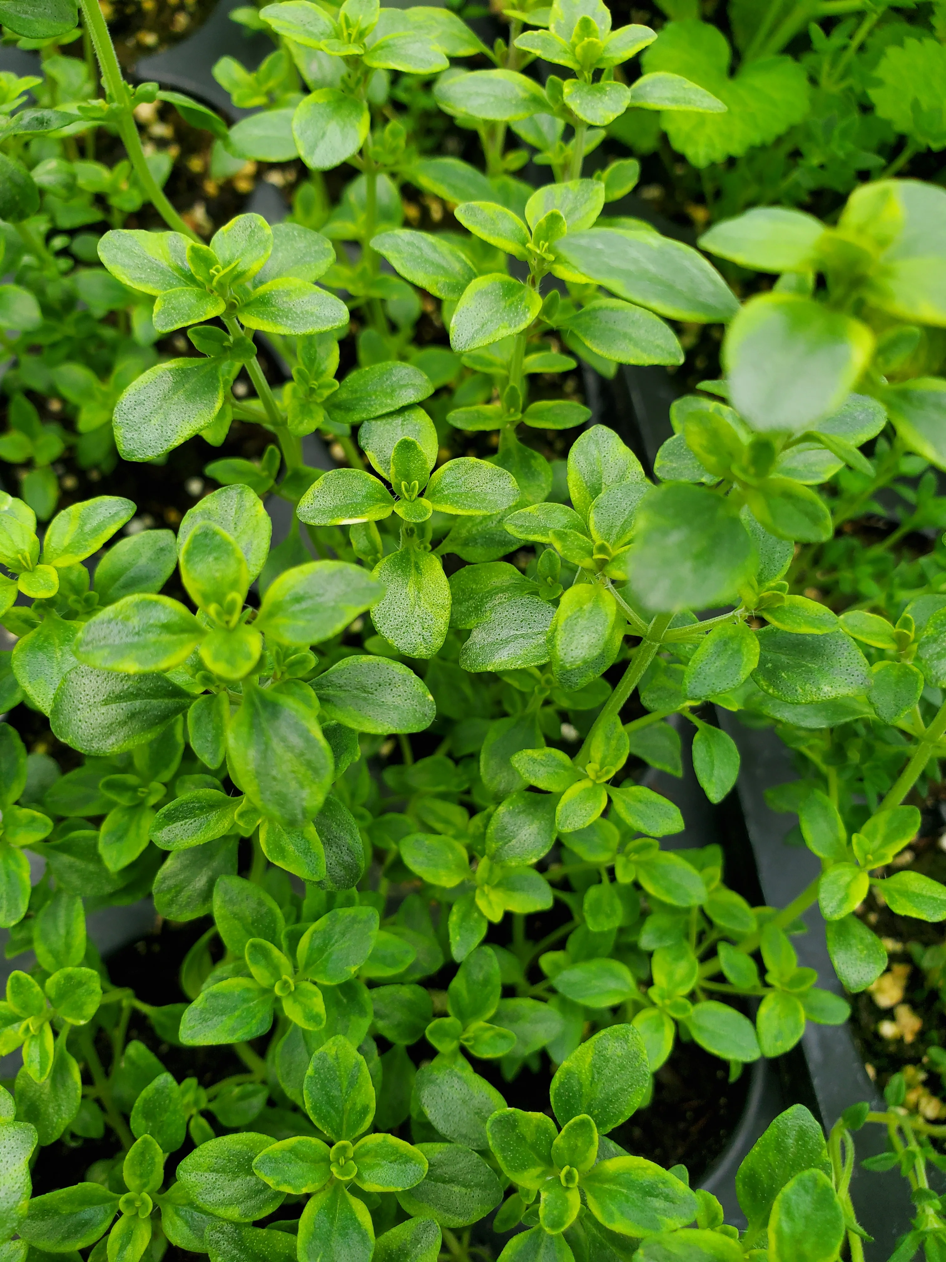 Thyme Villa Nova Lemon
