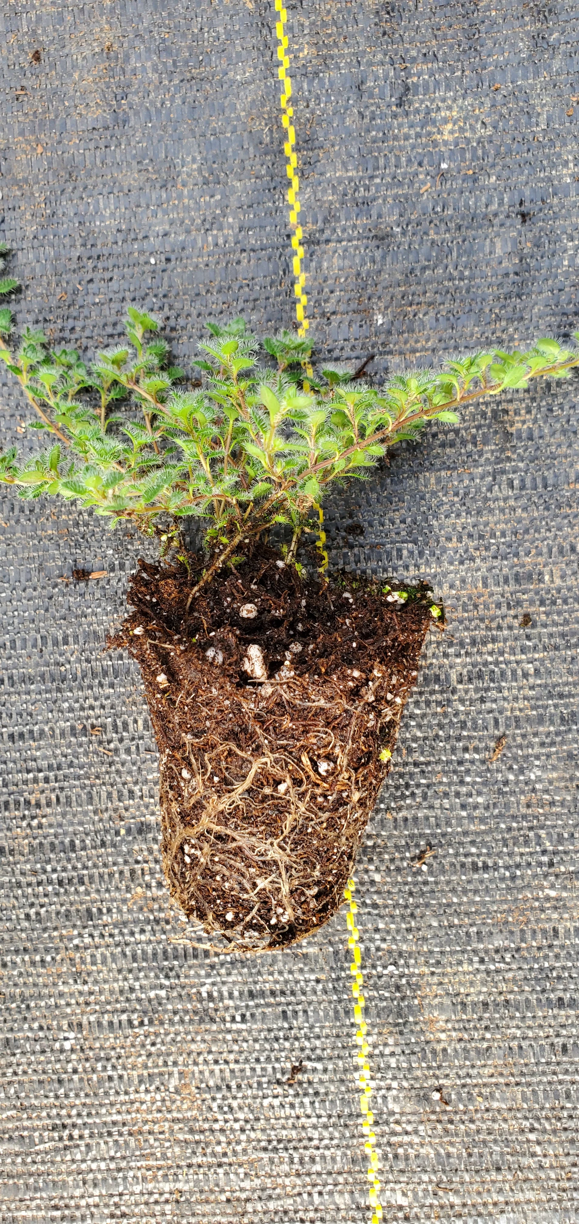 Thyme Woolly