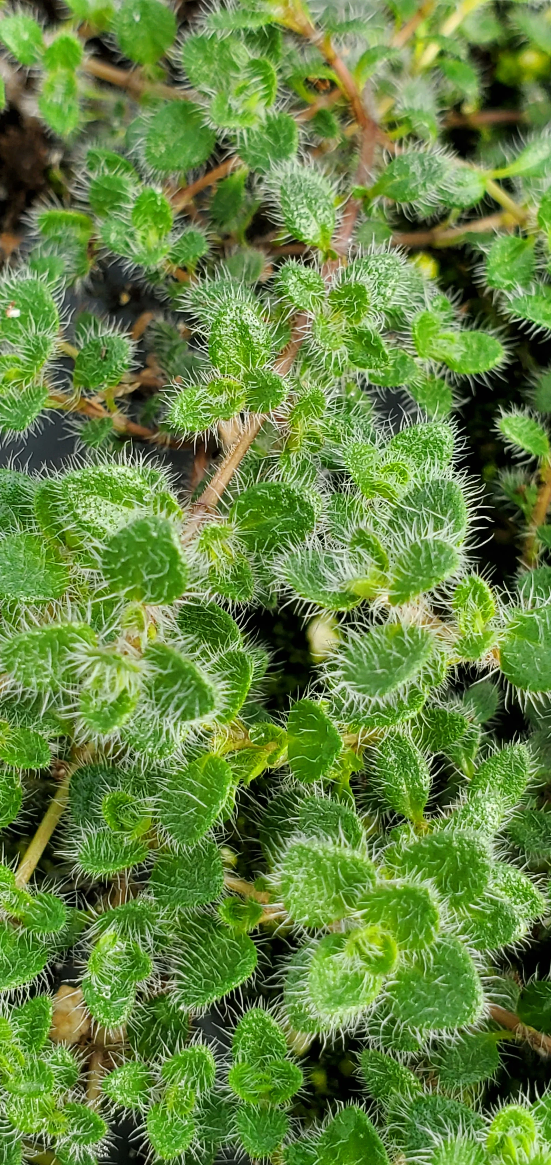 Thyme Woolly - Image 2