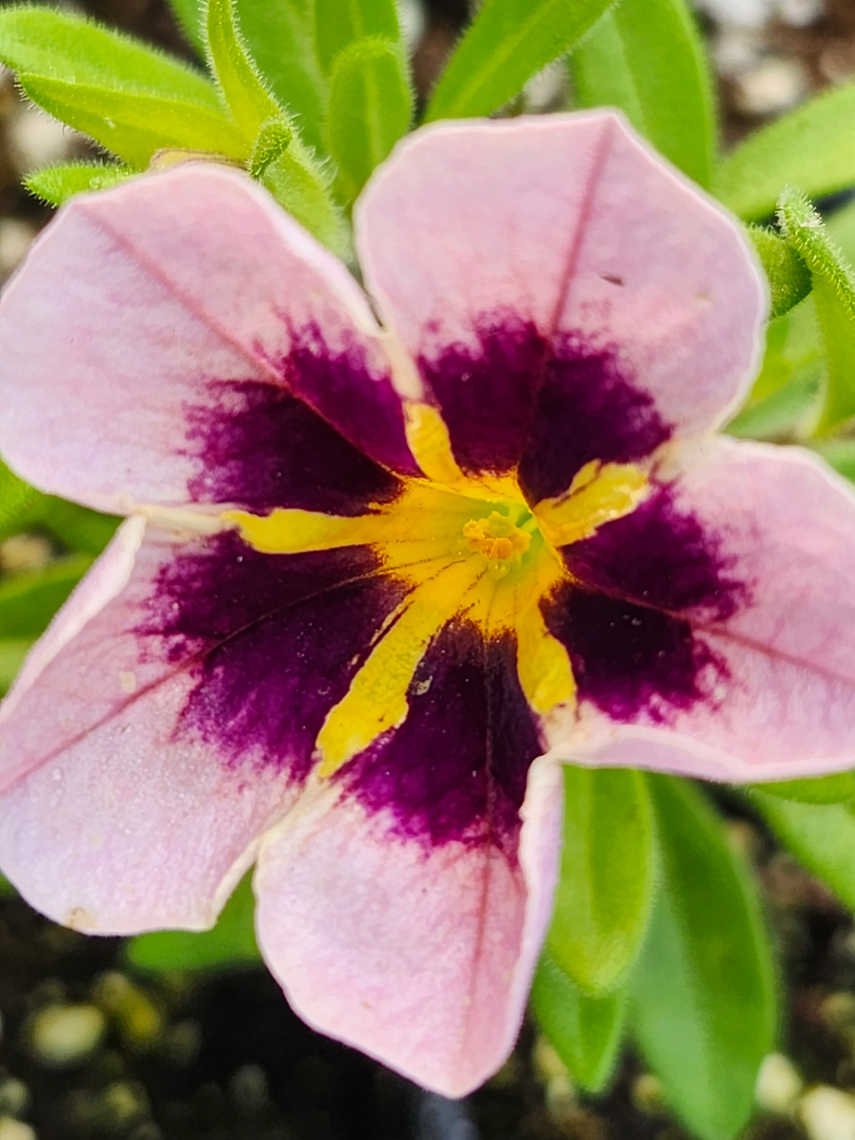 TikTok Crystal Calibrachoa Millionbells