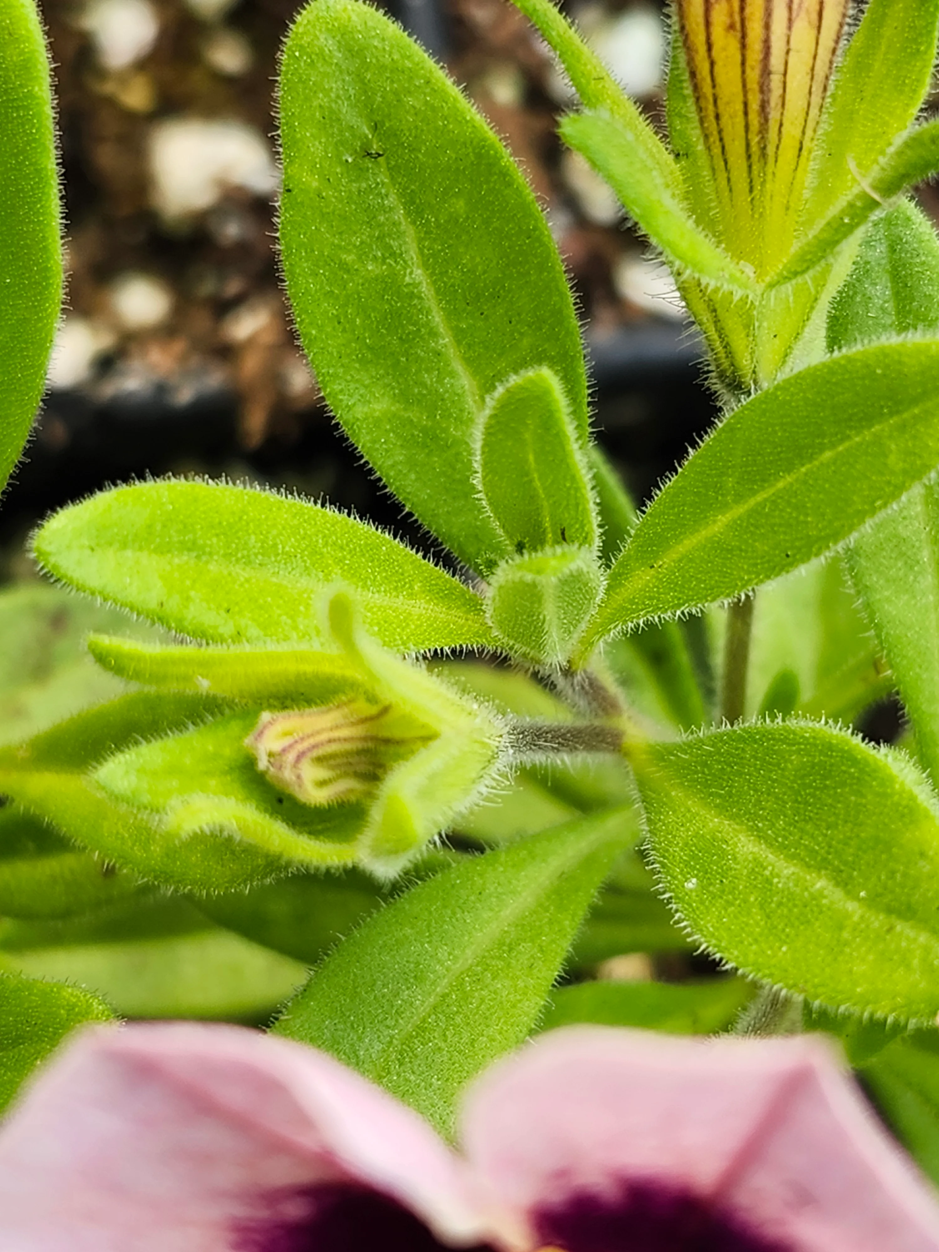 TikTok Crystal Calibrachoa Millionbells - Image 2