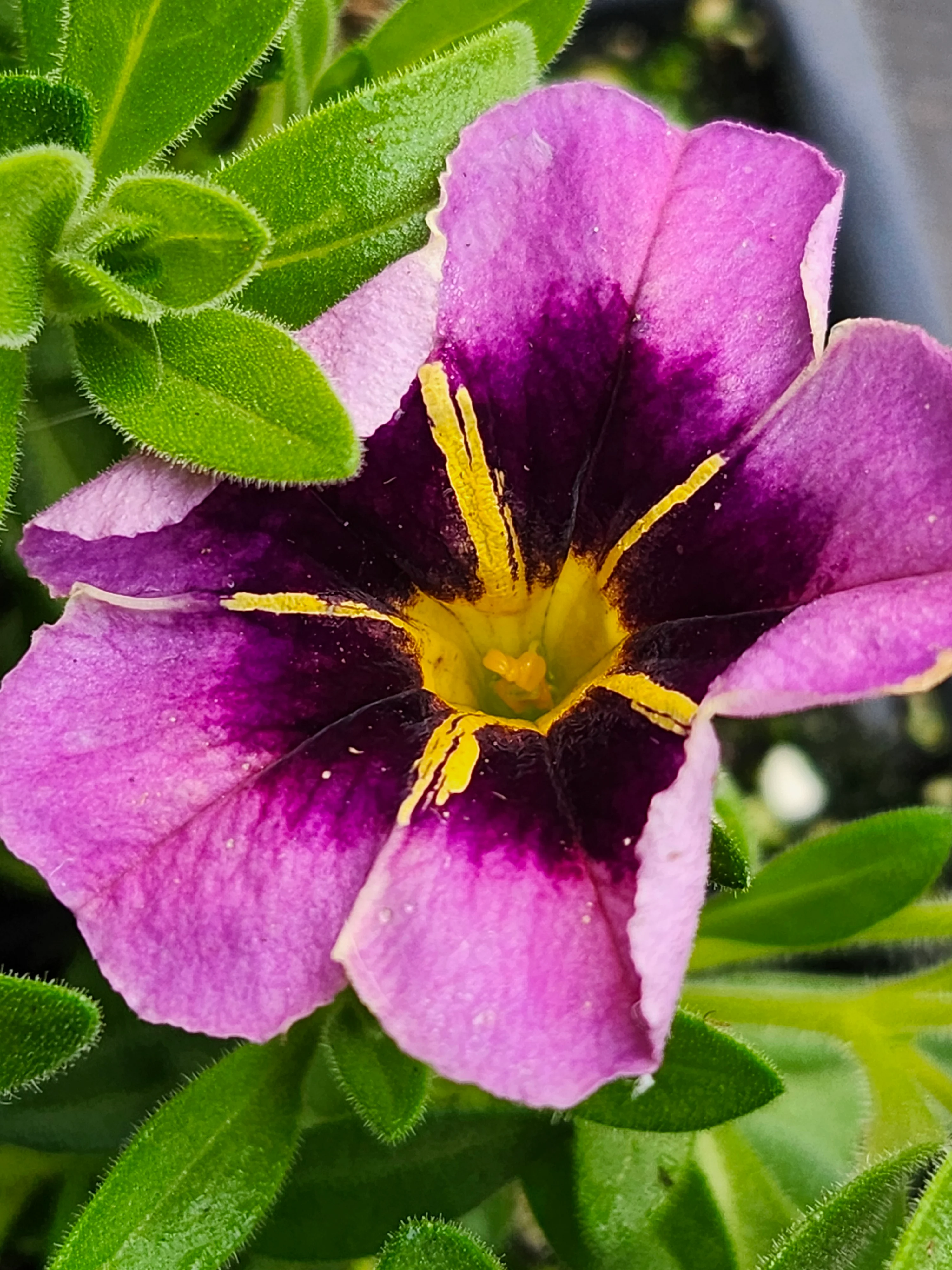 TikTok Grape Calibrachoa Millionbells