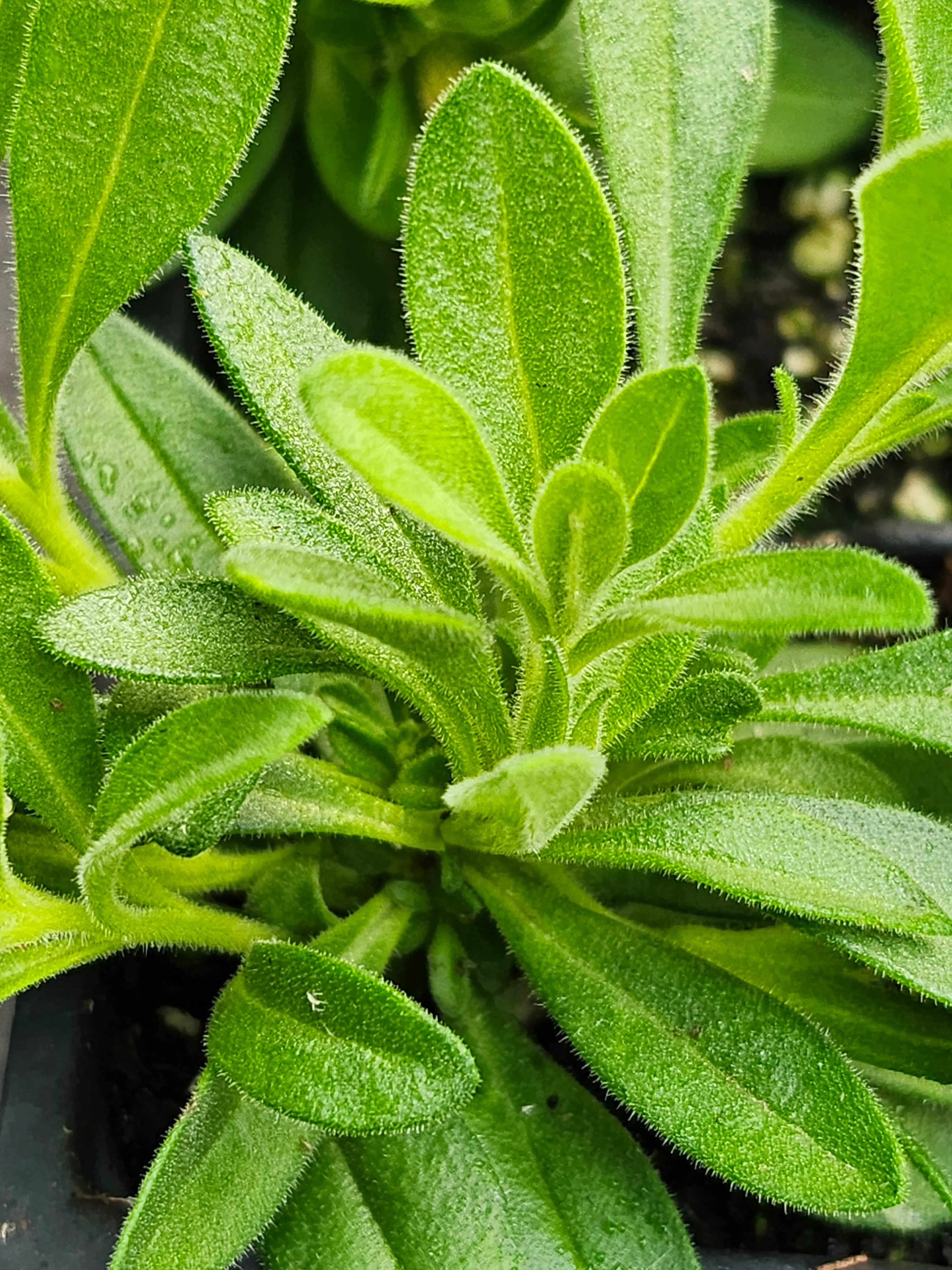 TikTok Grape Calibrachoa Millionbells - Image 2