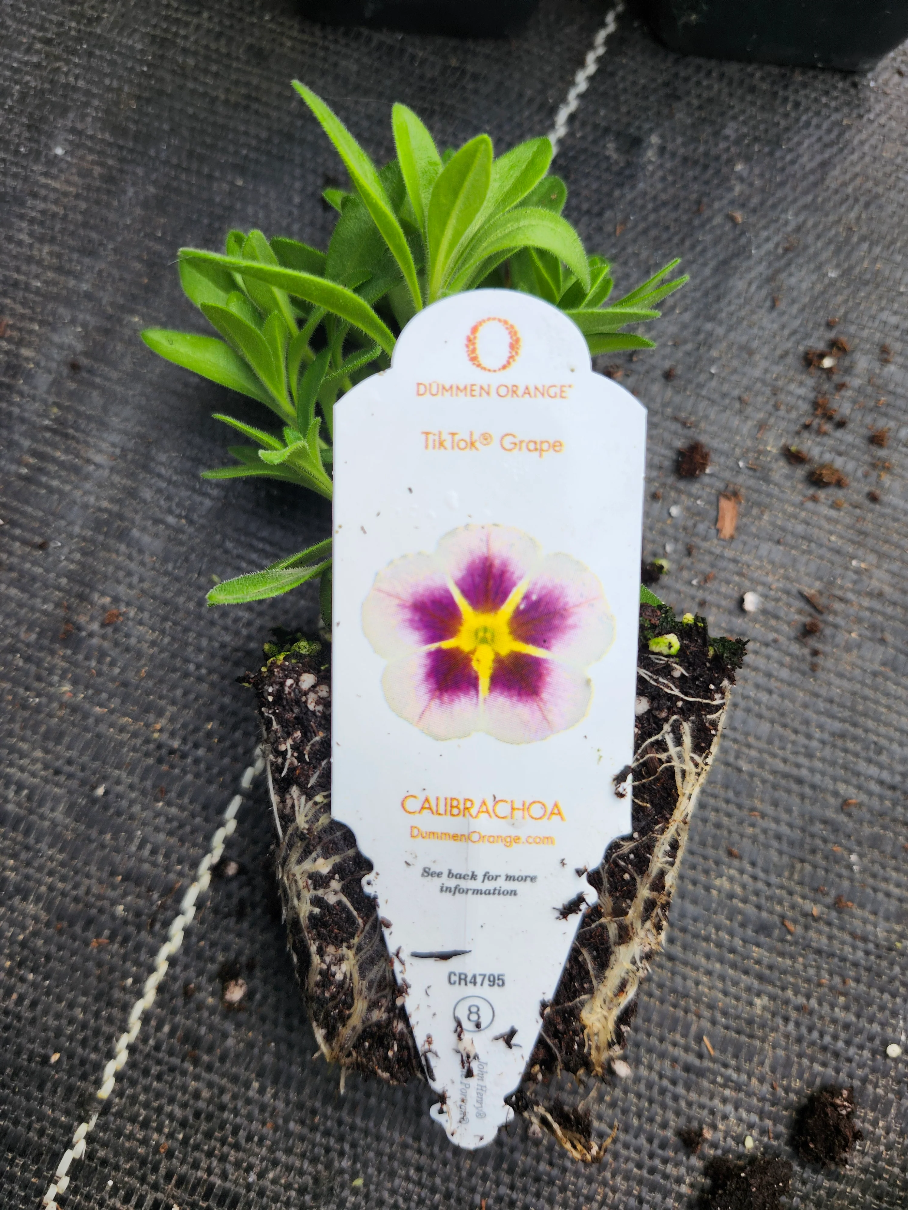 TikTok Grape Calibrachoa Millionbells - Image 3