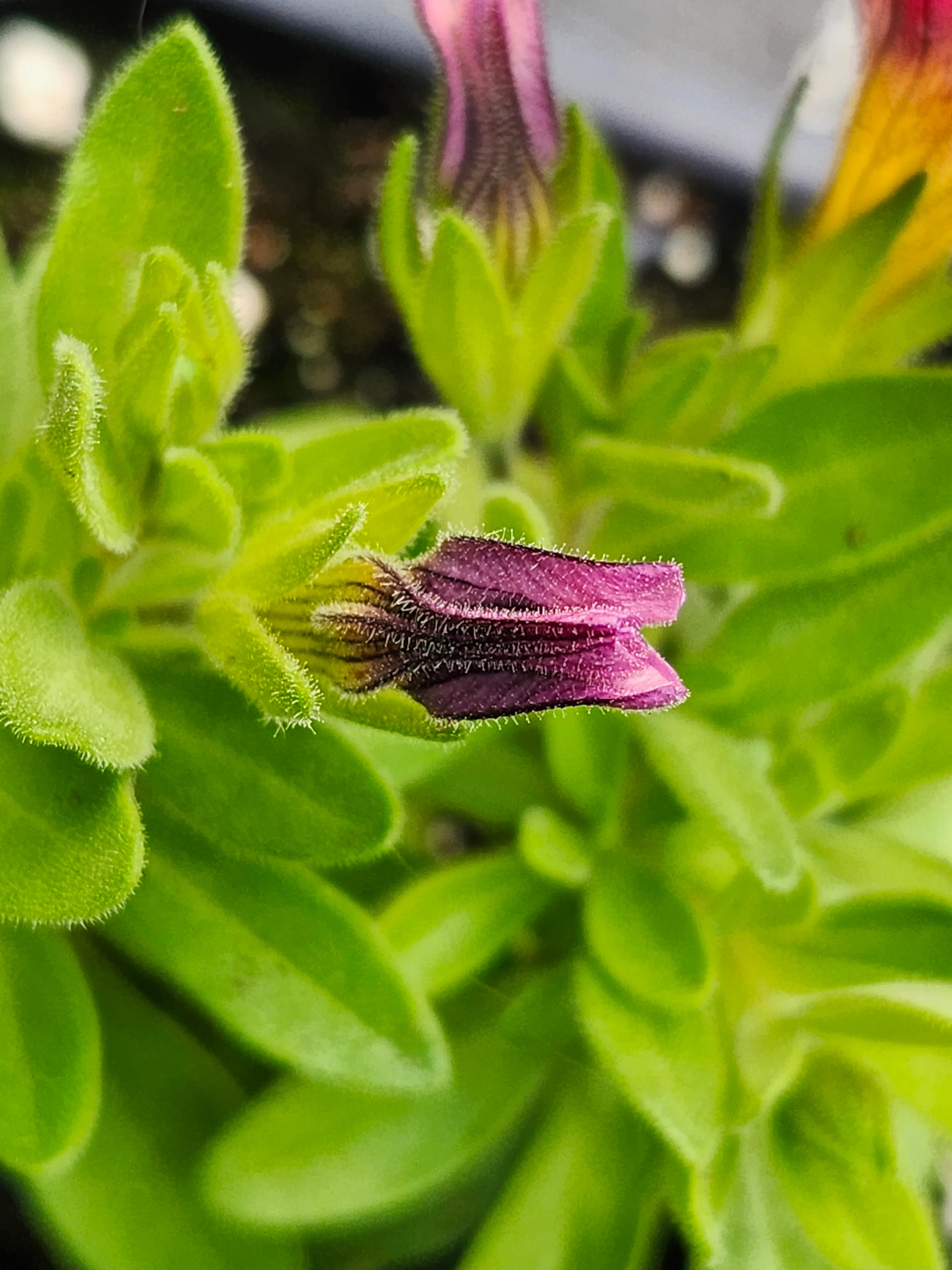 TikTok Rose Calibrachoa Millionbells