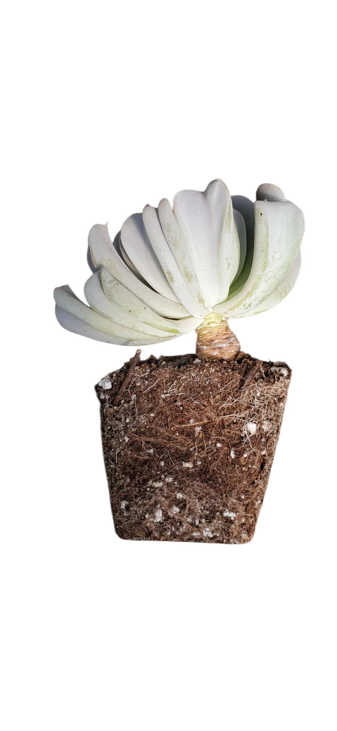 Topsy Turvy Echeveria - Image 2