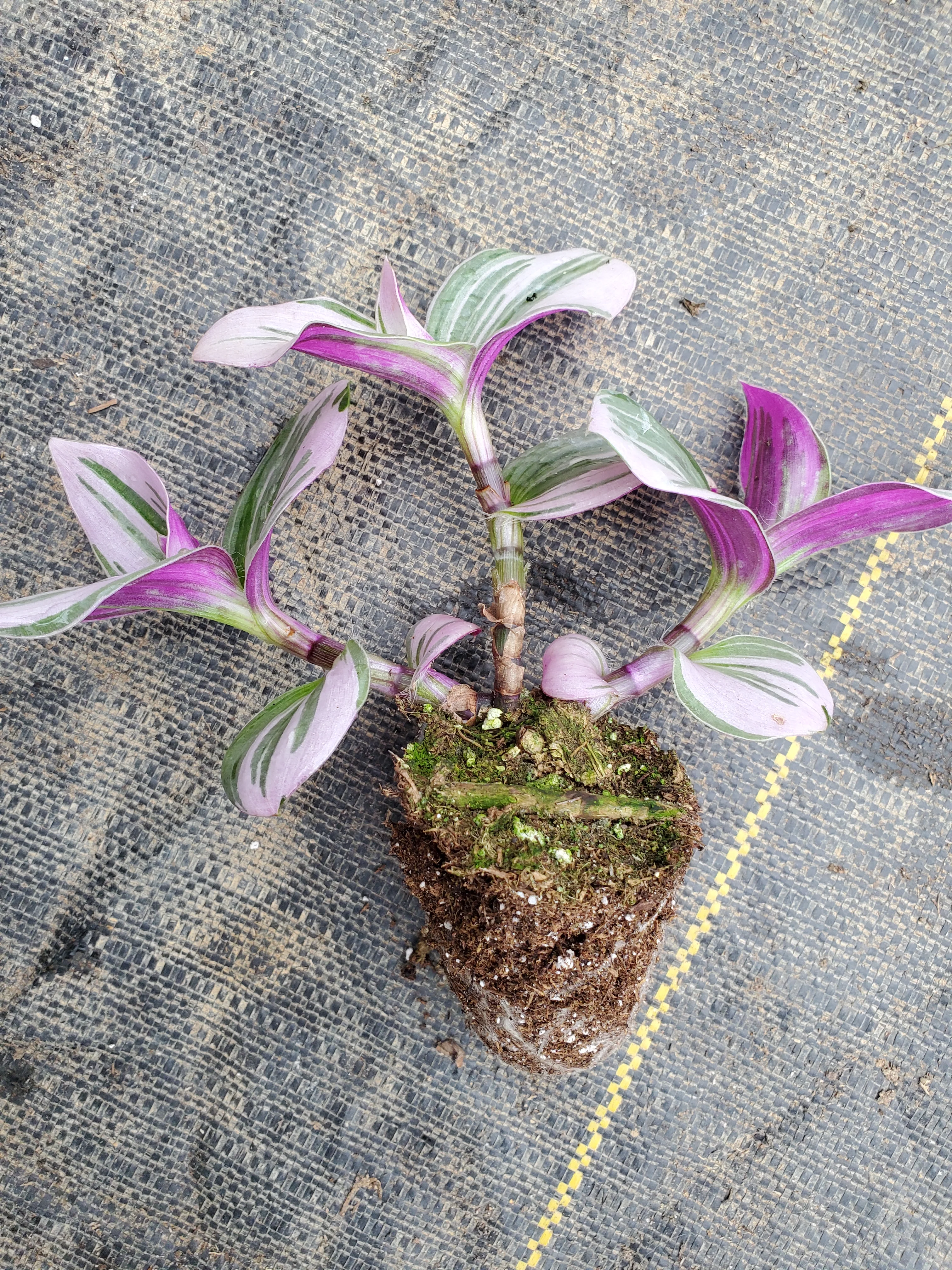 Tradescantia Nanouk