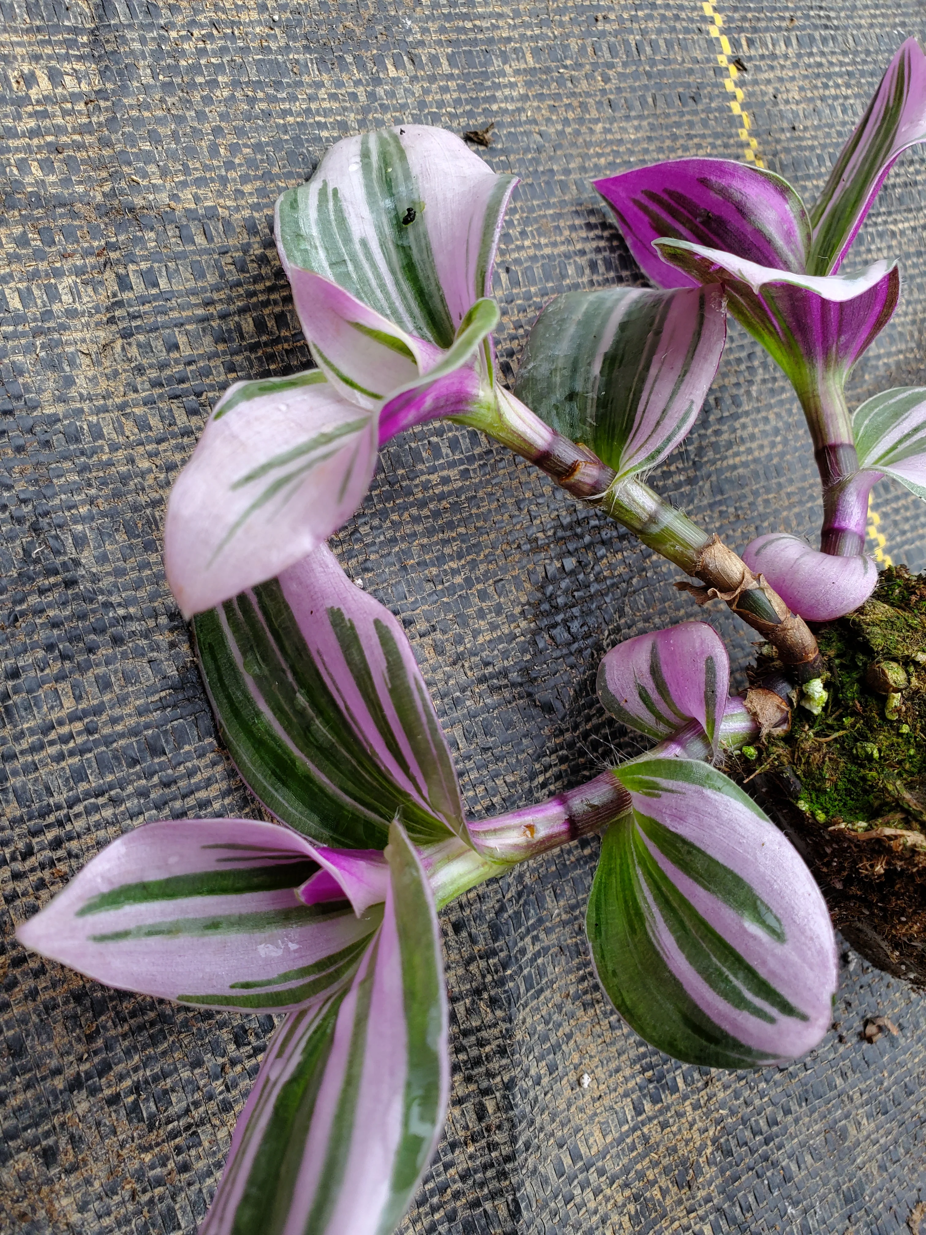 Tradescantia Nanouk - Image 2