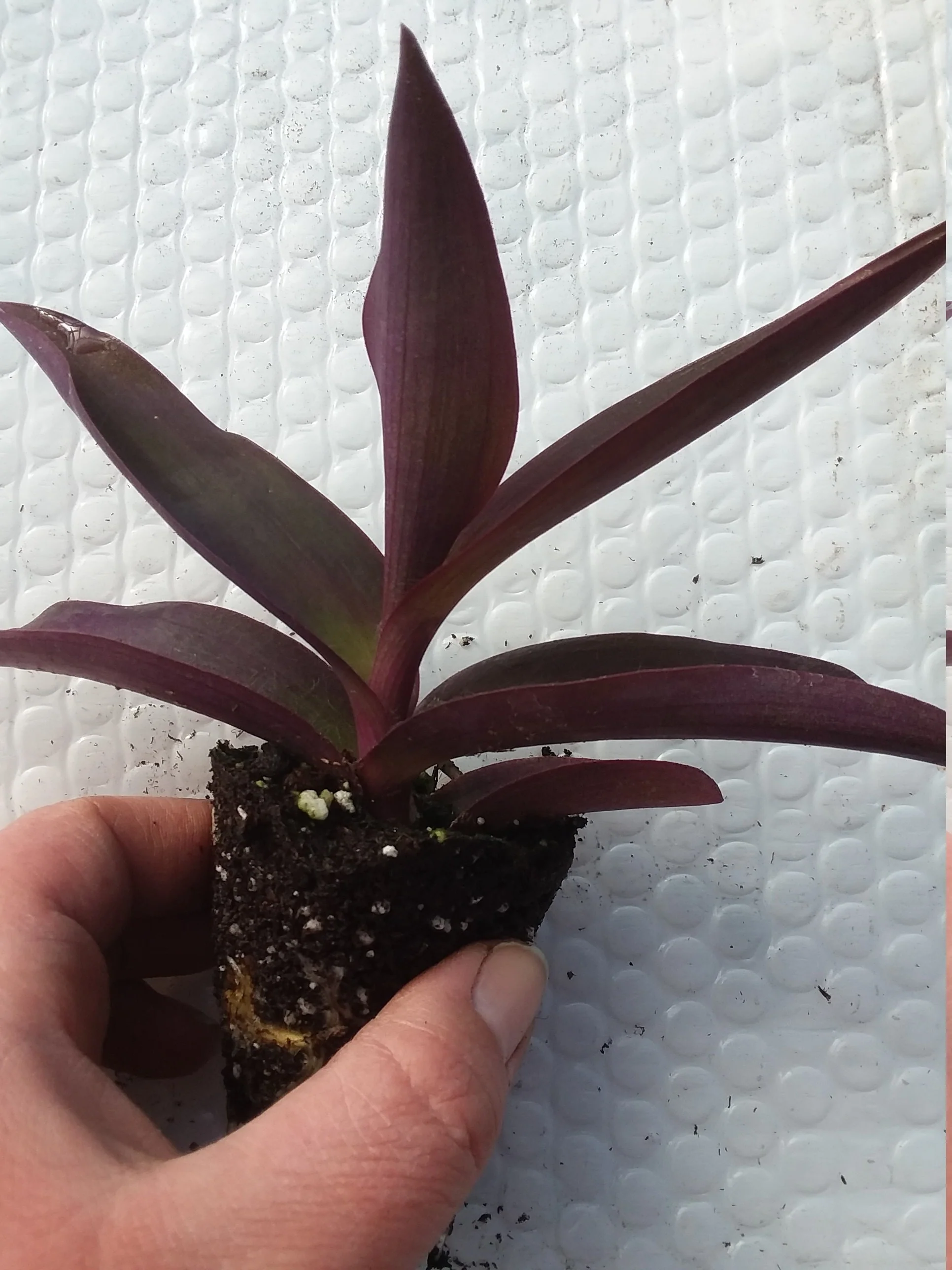 Tradescantia Pallida Purple Heart Starter Plant - Image 2