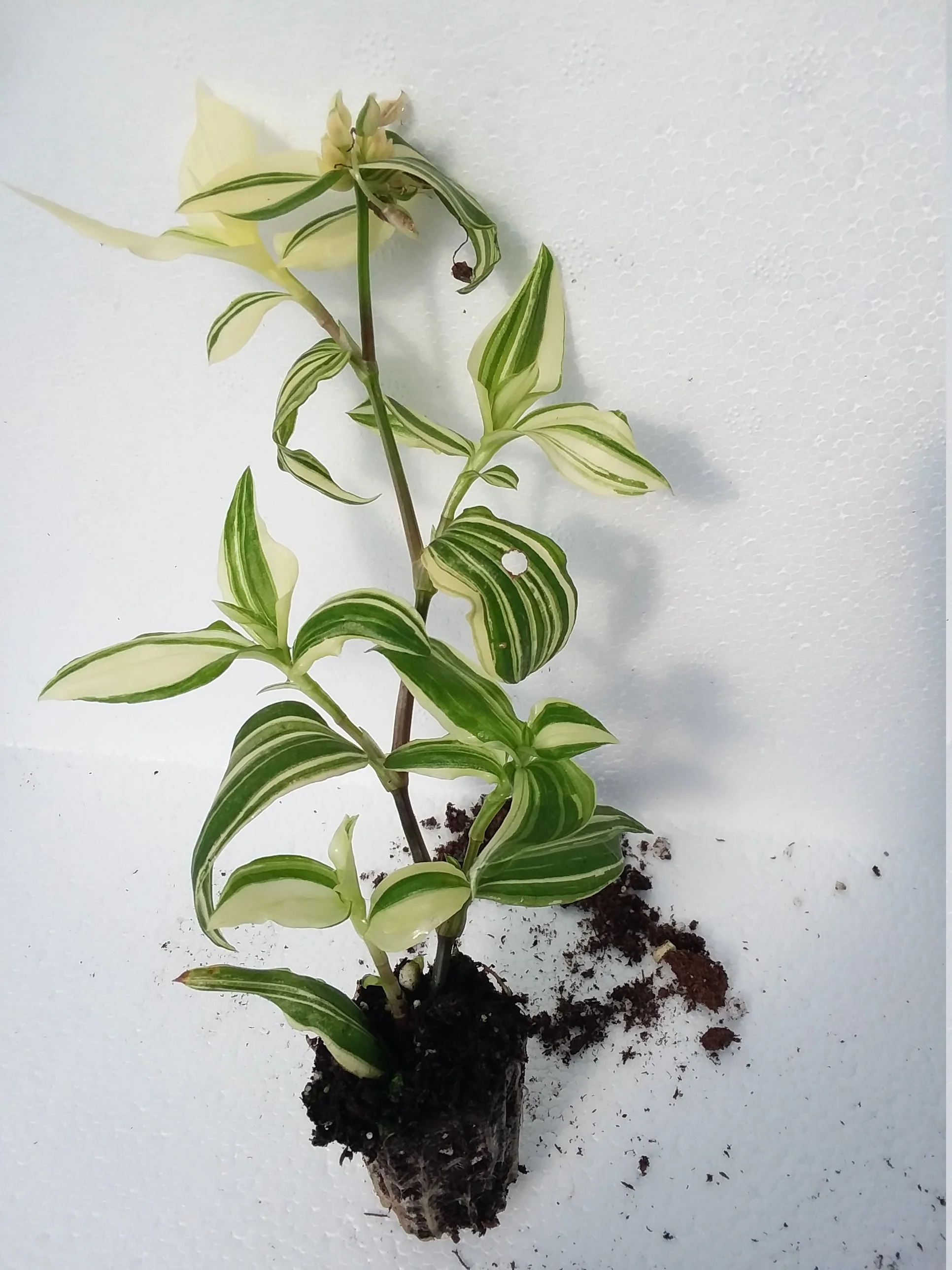 Tradescantia Wandering Dude