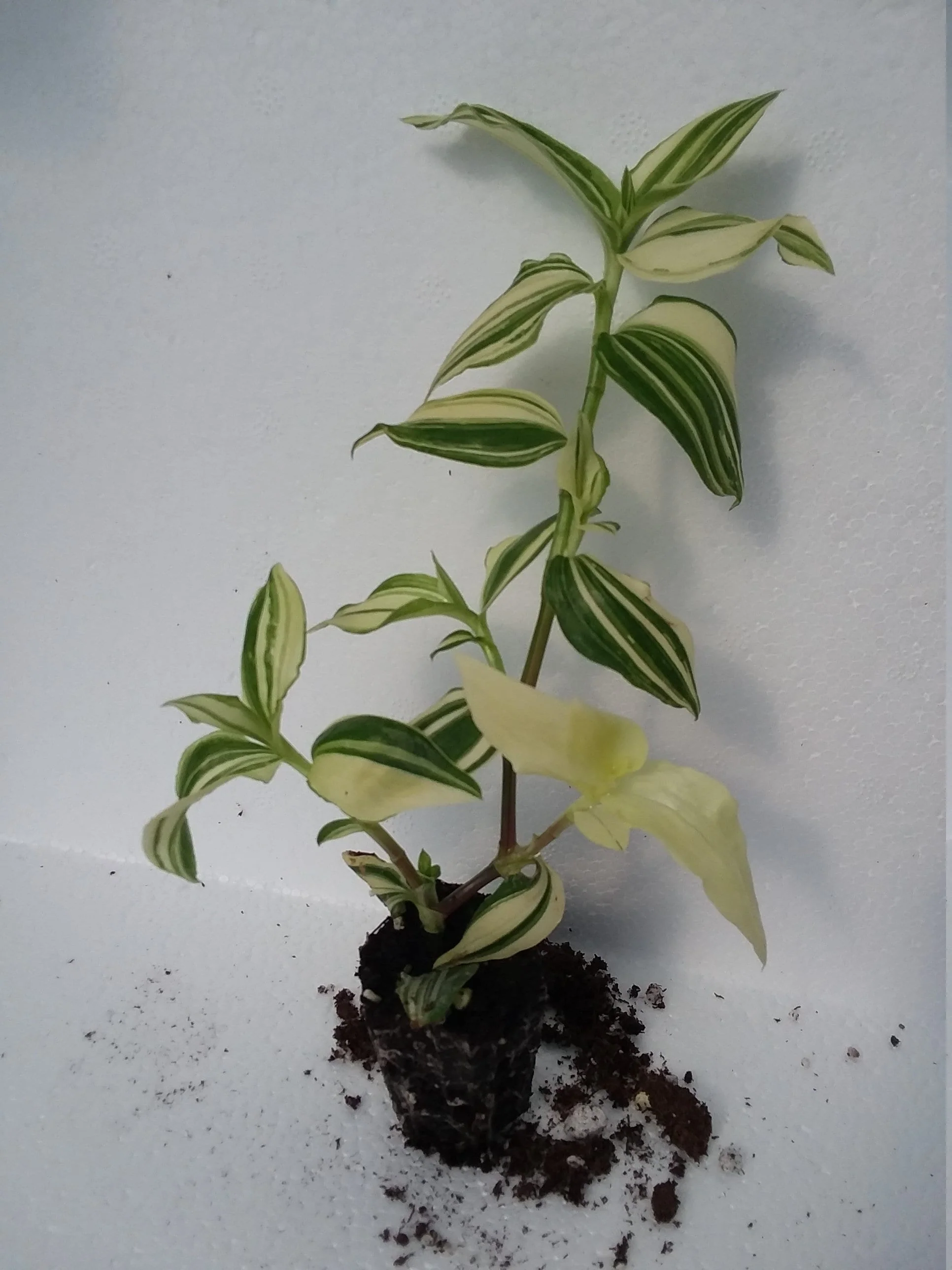 Tradescantia Wandering Dude - Image 2