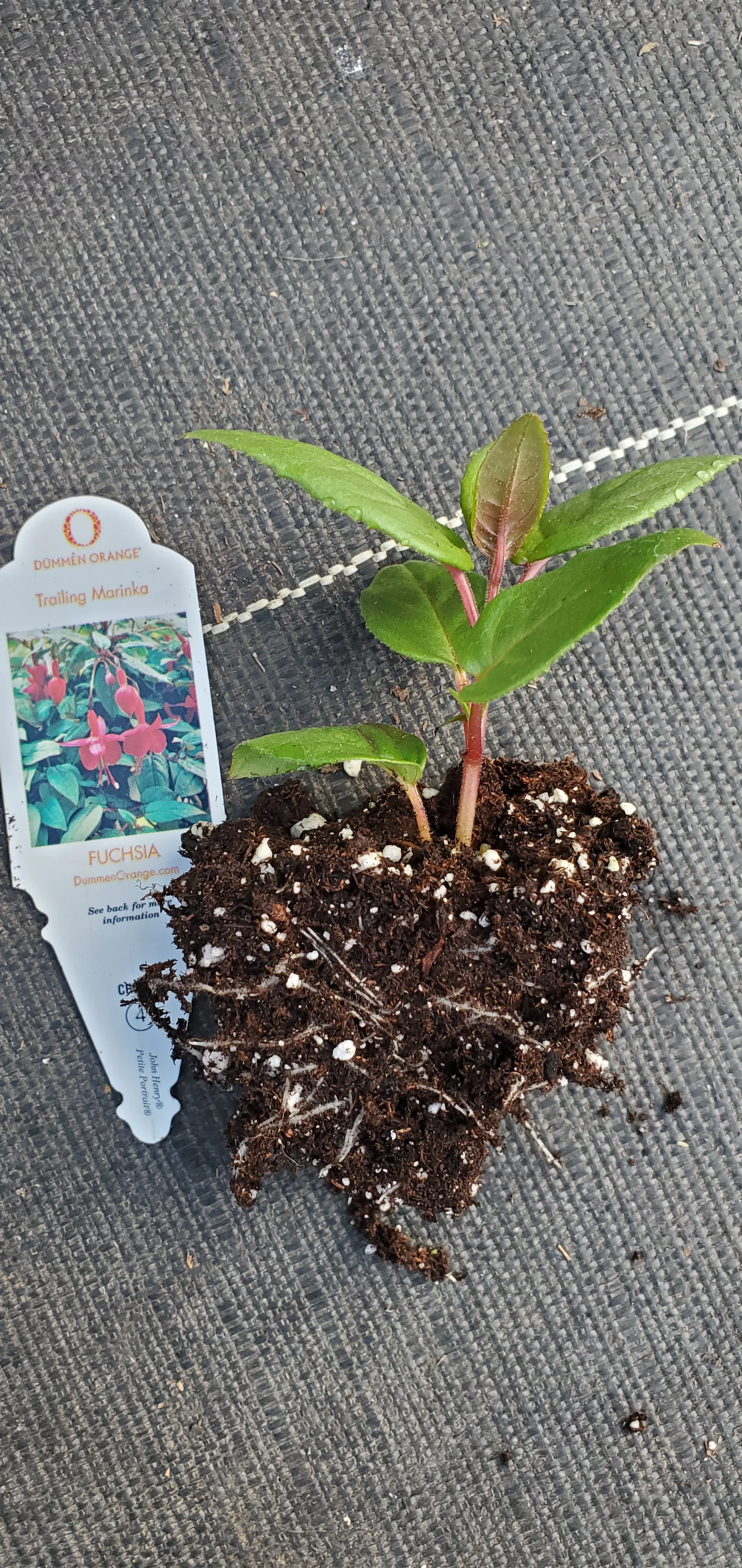 Trailing Marinka Fuchsia